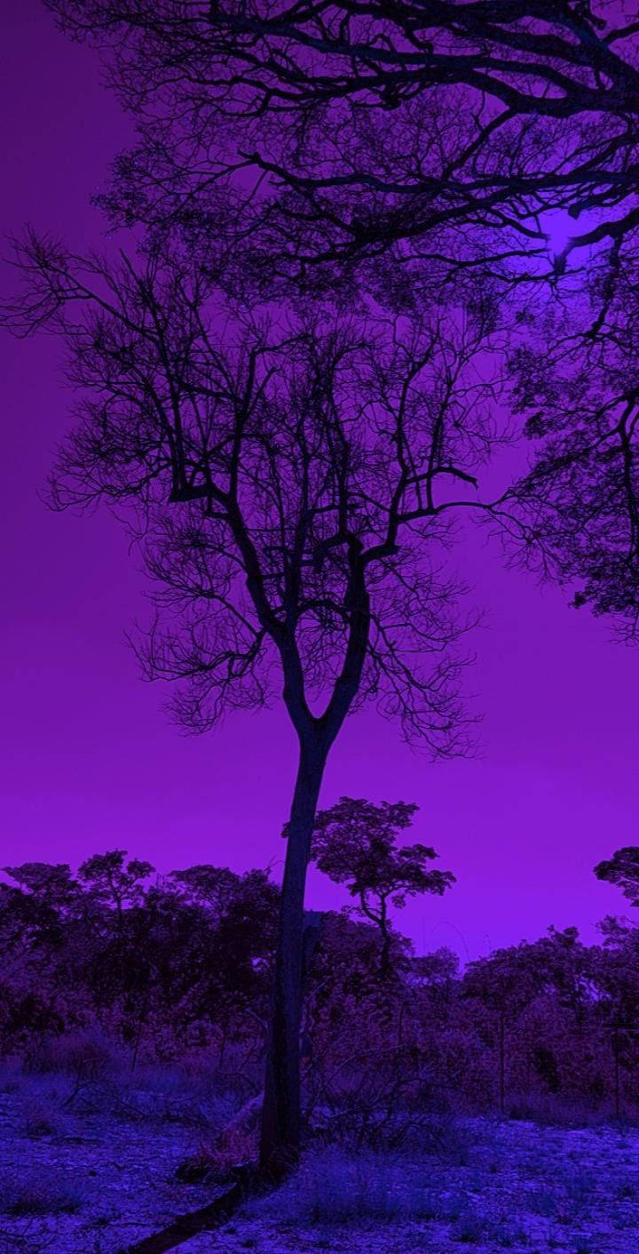 Árbol natural estético púrpura oscuro Fondos de pantalla