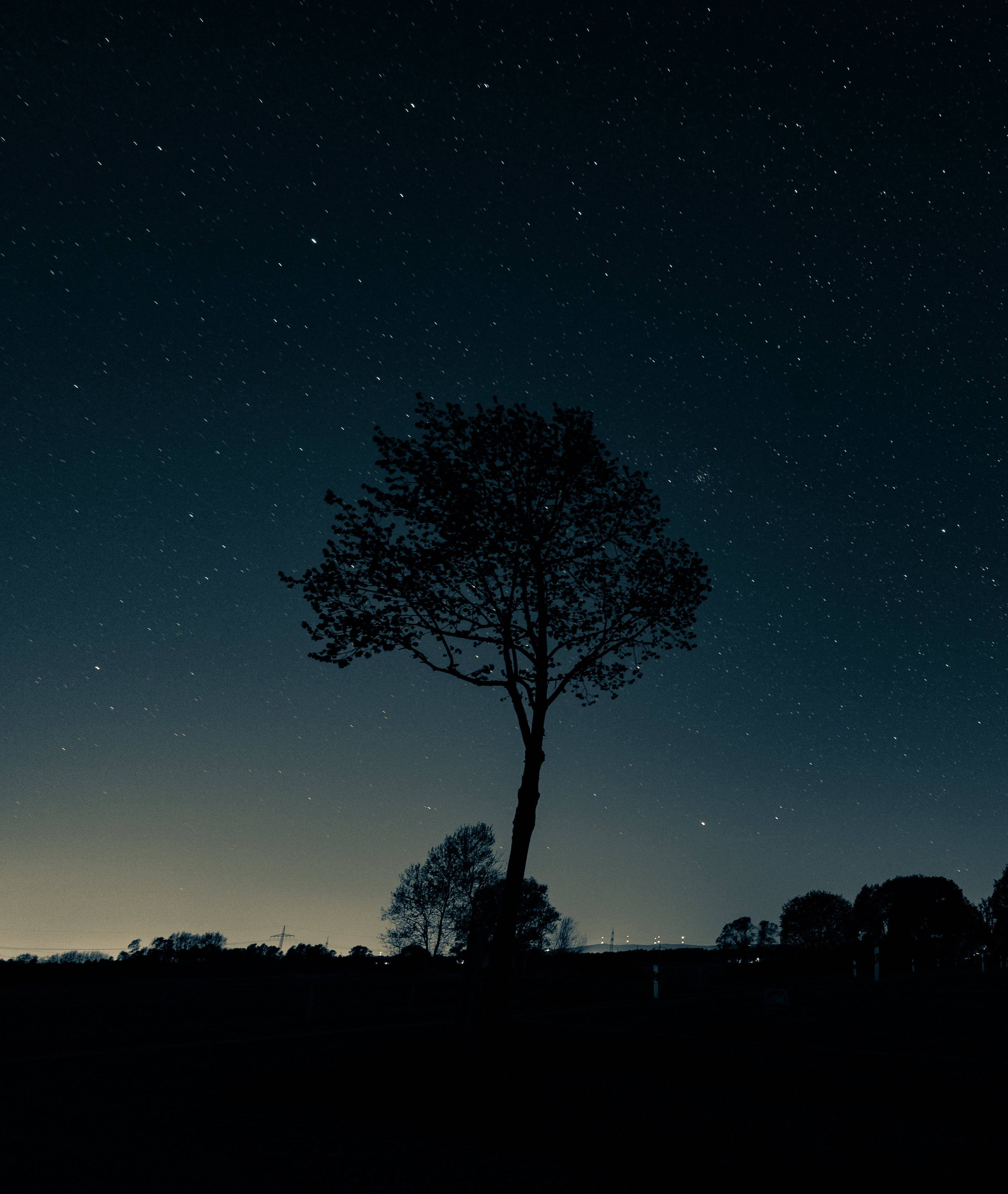 Árbol Nocturno Melancólico Fondos de pantalla