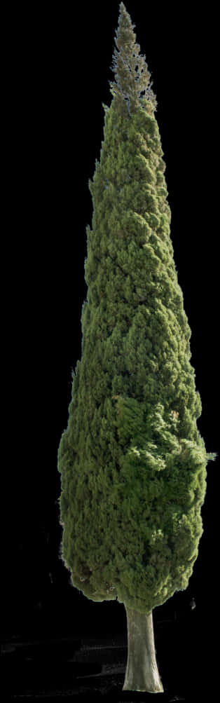 Árbol perenne alto con fondo negro Fondos de pantalla