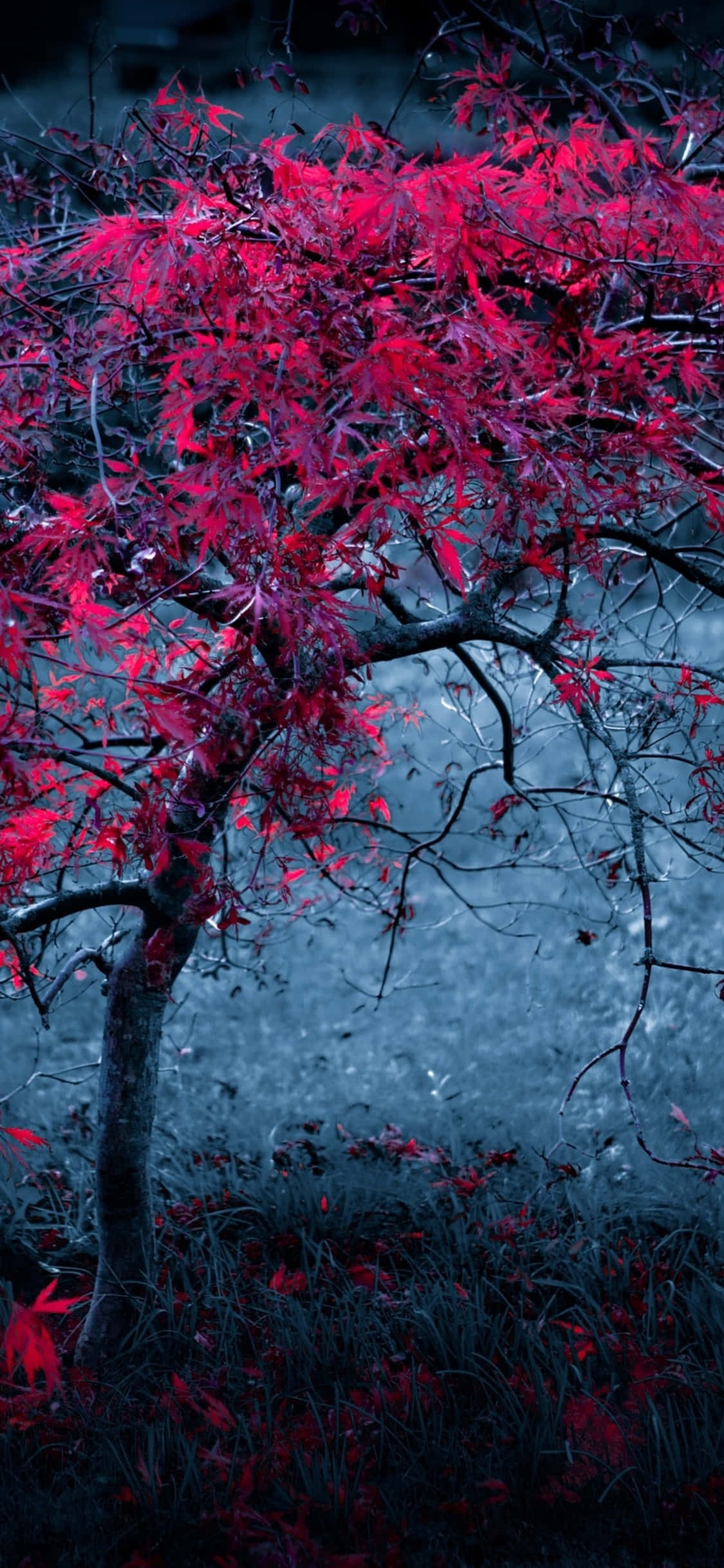 Árbol Rojo Frente al Cielo Fondos de pantalla