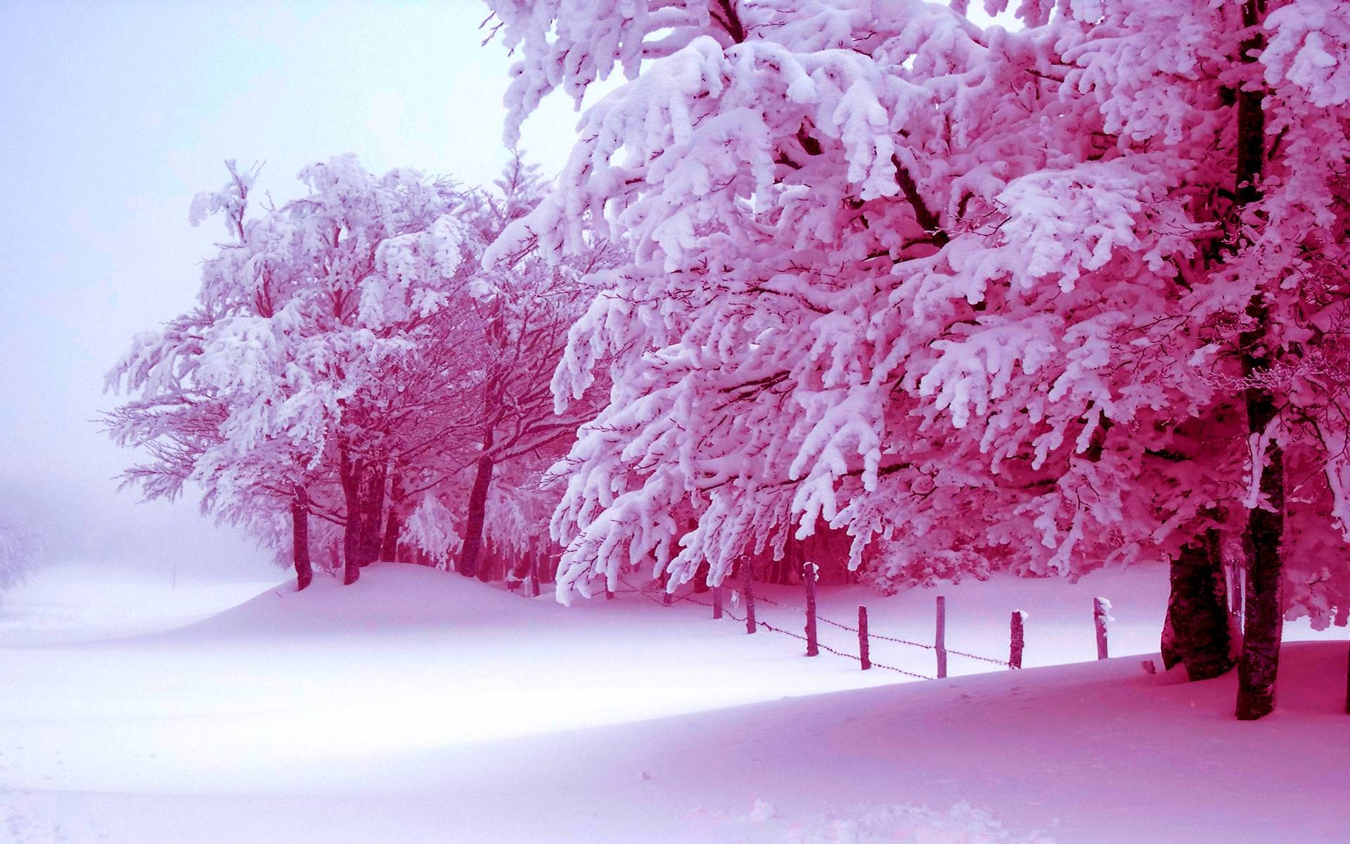 Árbol Rosa Nevada Estética Fondos de pantalla