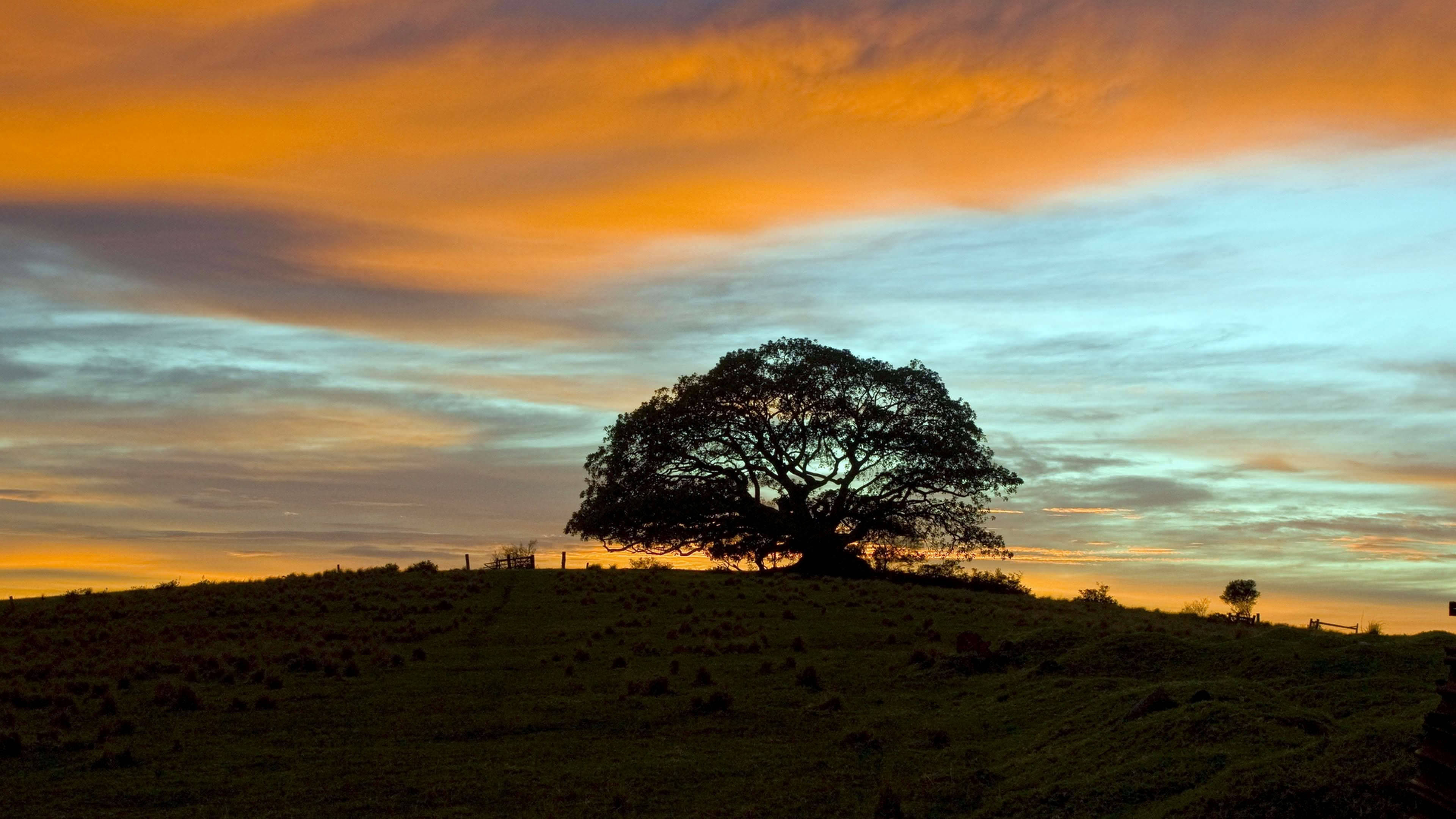 Árbol Solitario 4K Ultra HD 2160p Fondos de pantalla