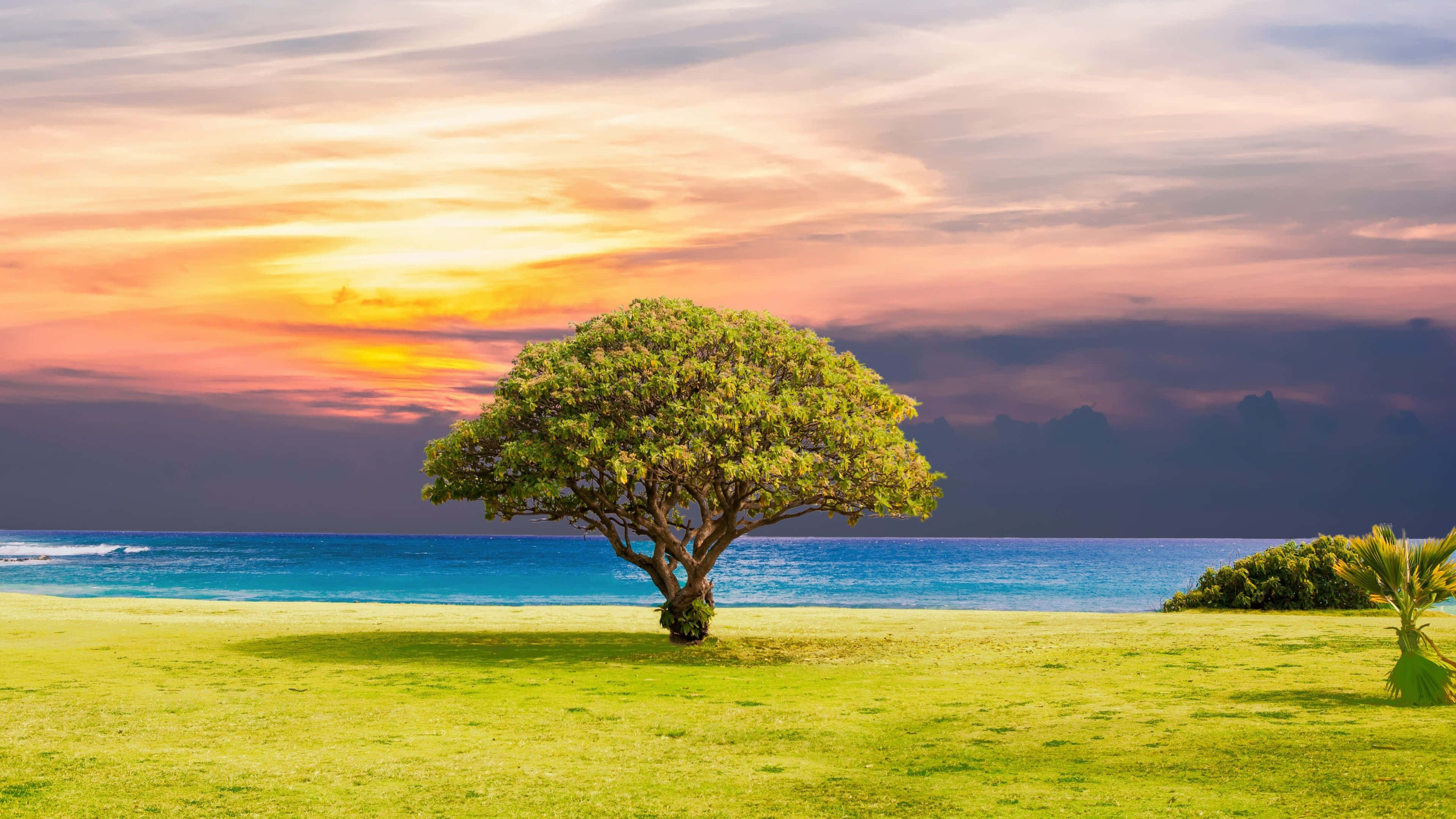 Árbol Solitario 4K Ultra HD Paisaje Fondos de pantalla