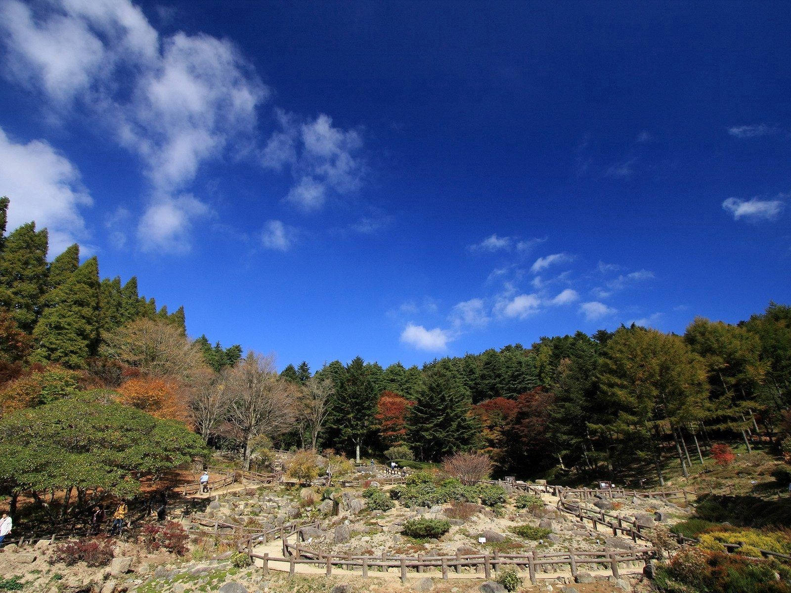 Fondo de pantalla de Árbol y Parque Natural