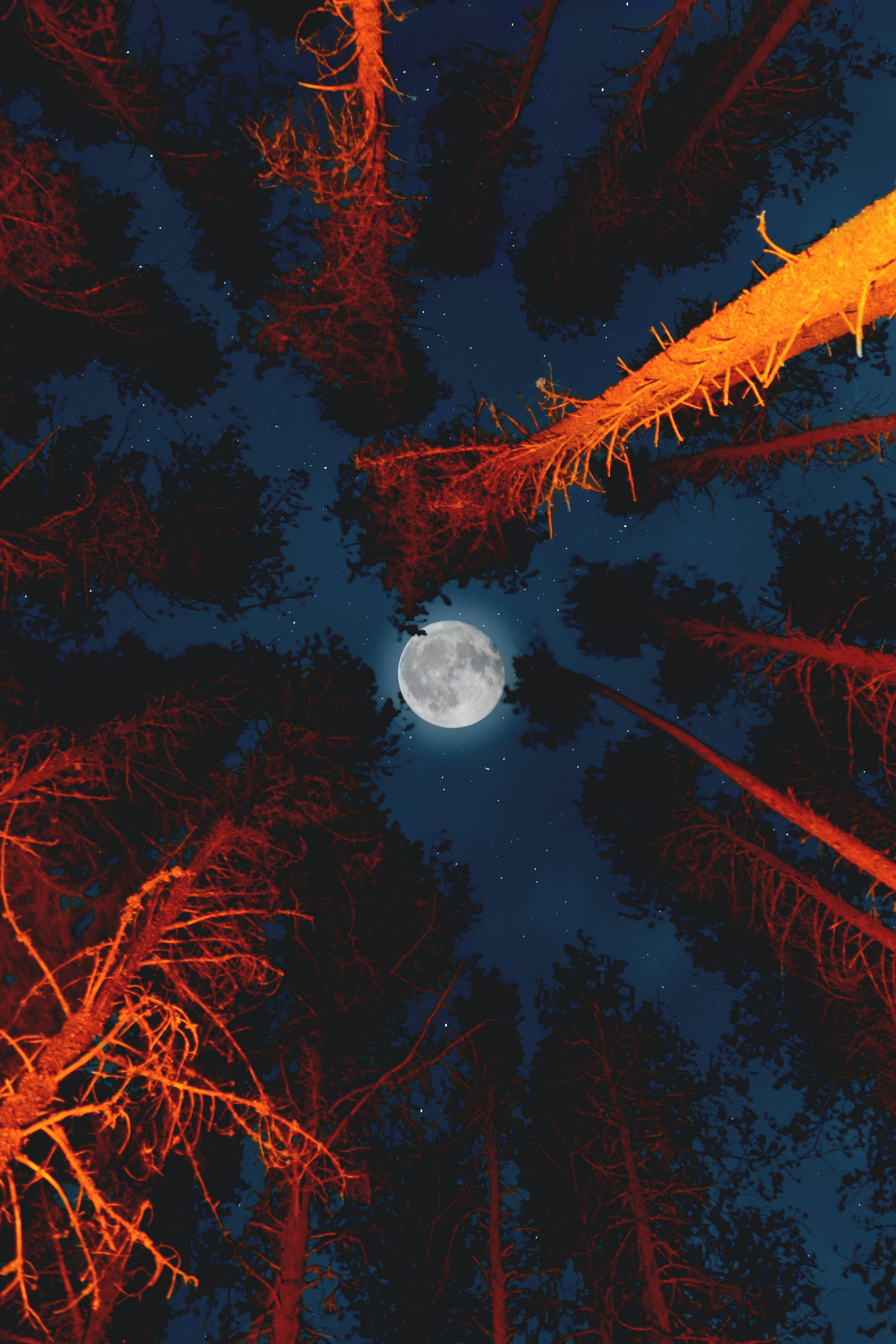 Árboles altos bajo luna llena Fondos de pantalla