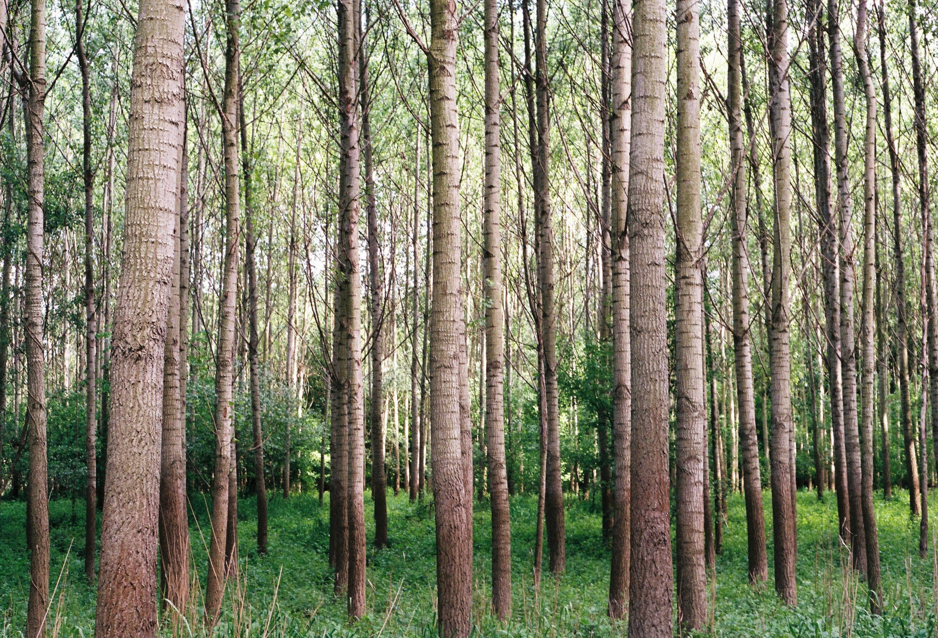 Fondo de pantalla Árboles Altos del Bosque
