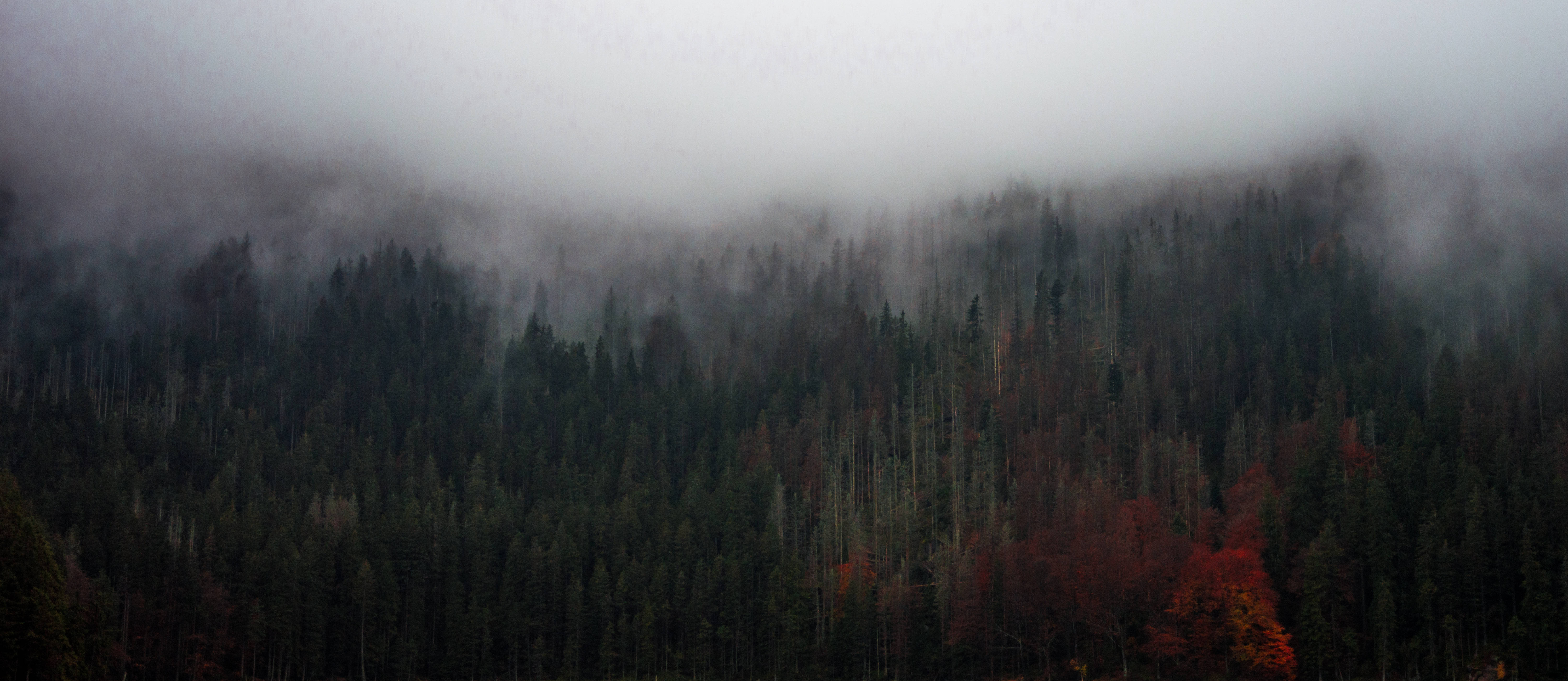 Árboles Altos en Bosque Neblinoso Fondos de pantalla