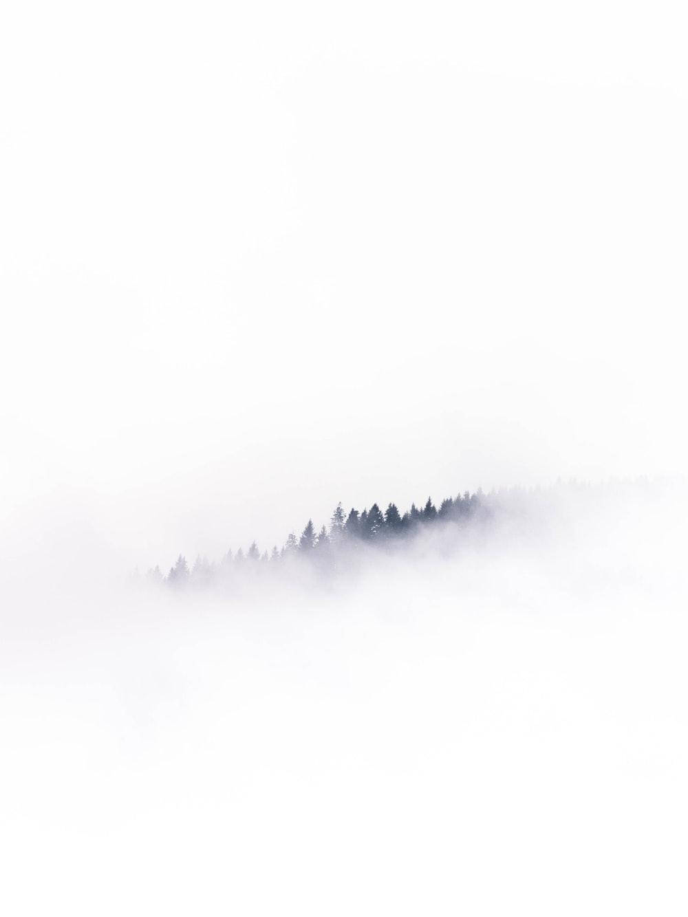 Árboles blancos en la niebla Fondos de pantalla