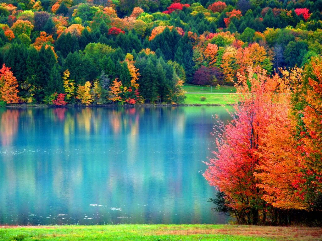 Árboles coloridos durante el otoño Fondos de pantalla