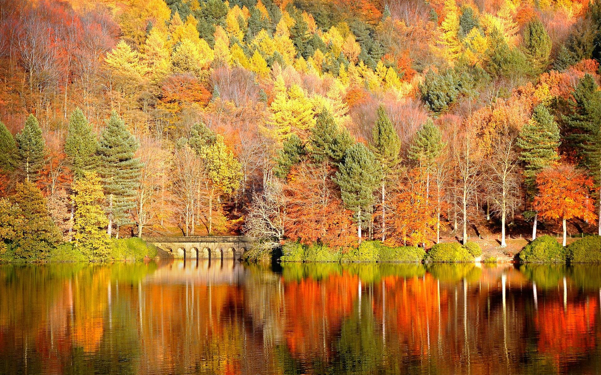 Árboles coloridos en temporada de otoño Fondos de pantalla