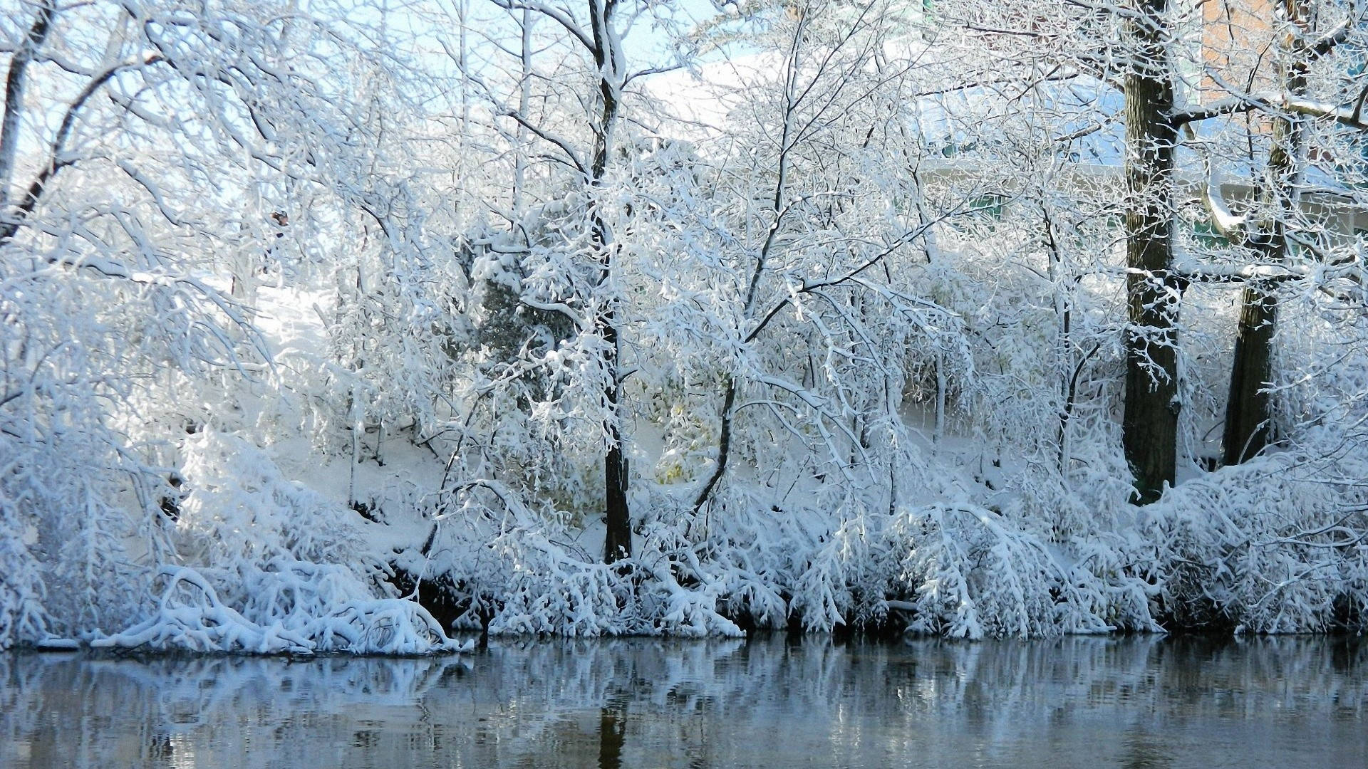 Árboles Congelados en Arroyo Frío Fondos de pantalla