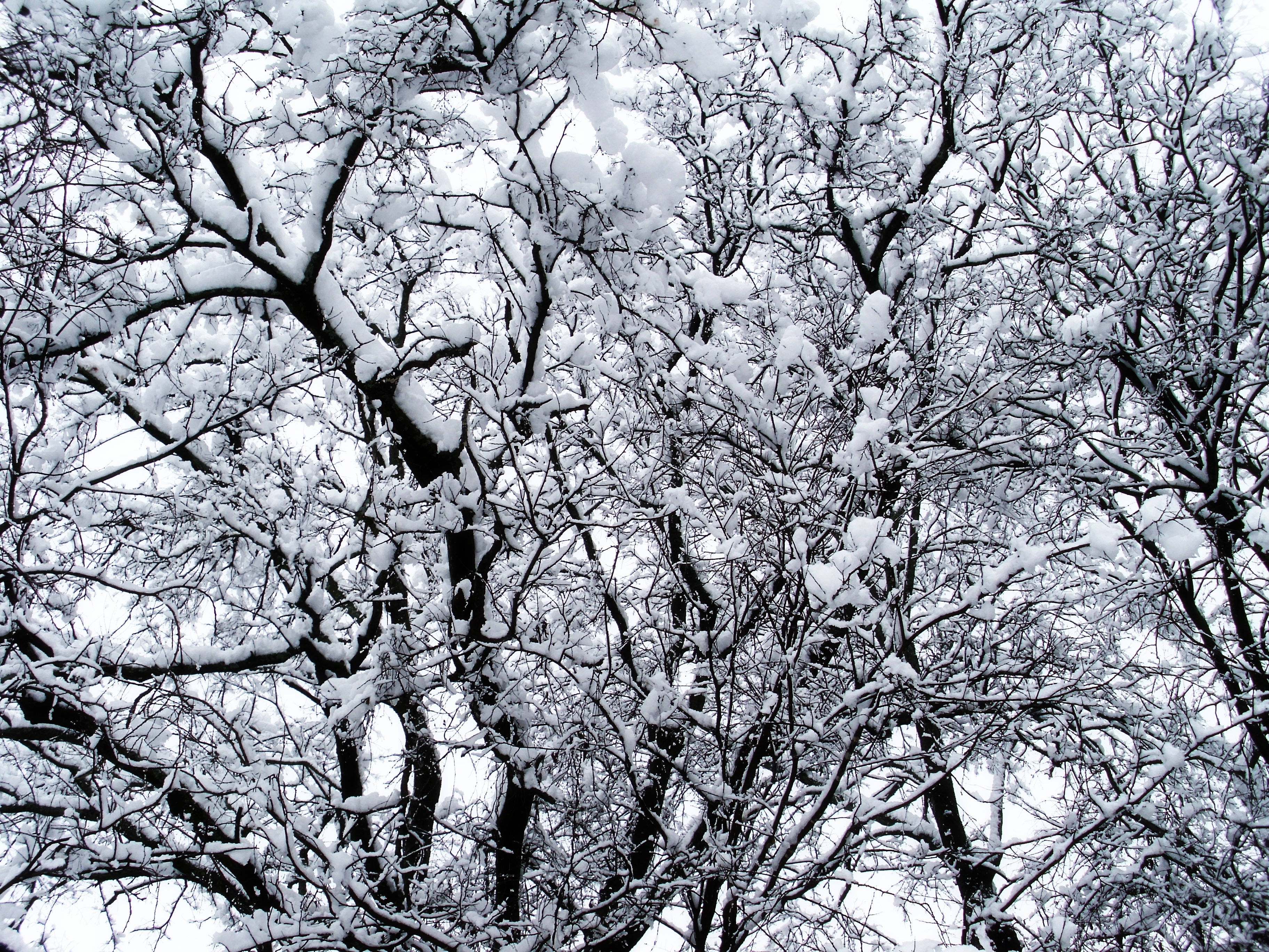 Árboles Cubiertos de Nieve en Invierno Fondos de pantalla