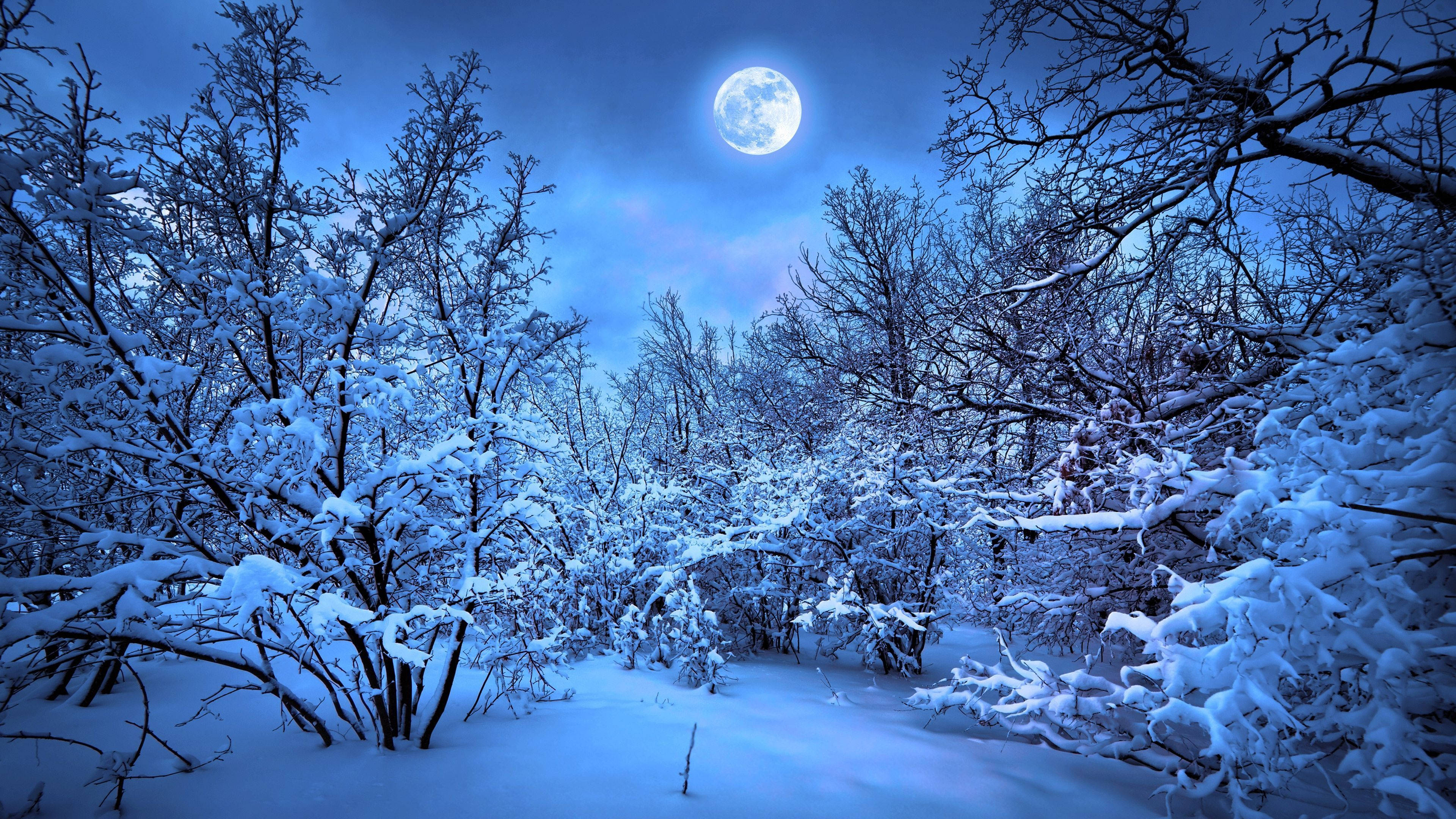 Árboles cubiertos de nieve en invierno Fondos de pantalla