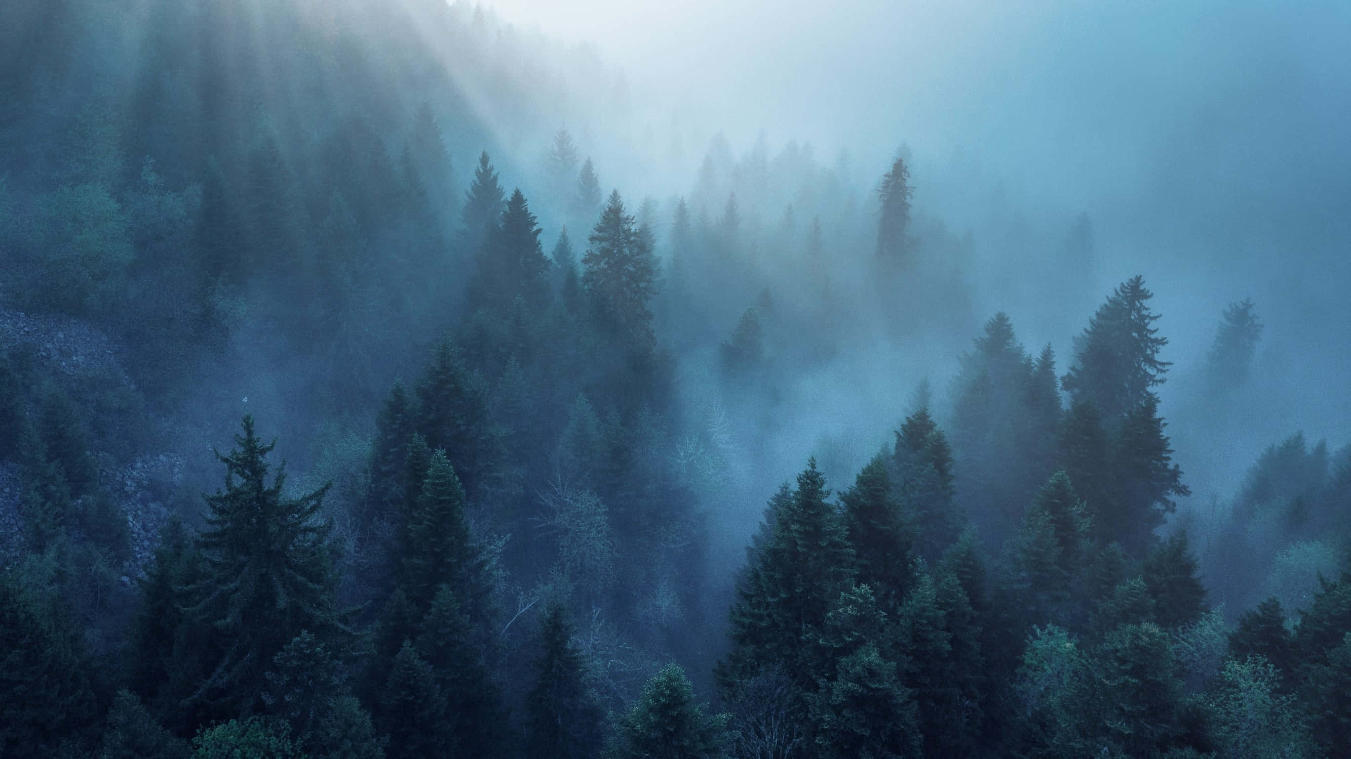 Árboles de Bosque Estético y Neblinoso en la Montaña Fondos de pantalla