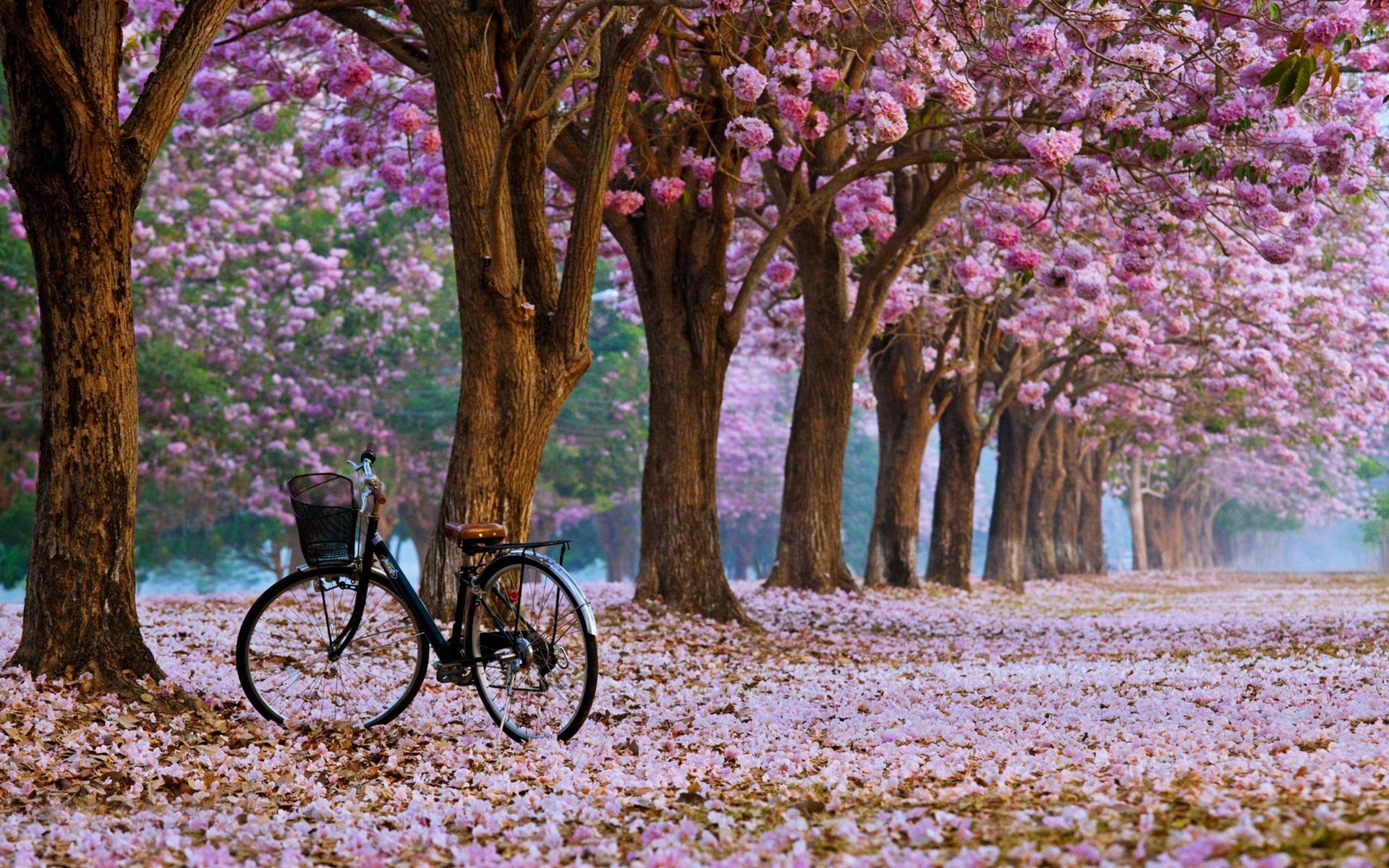Fondo de pantalla de Árboles de Cerezo