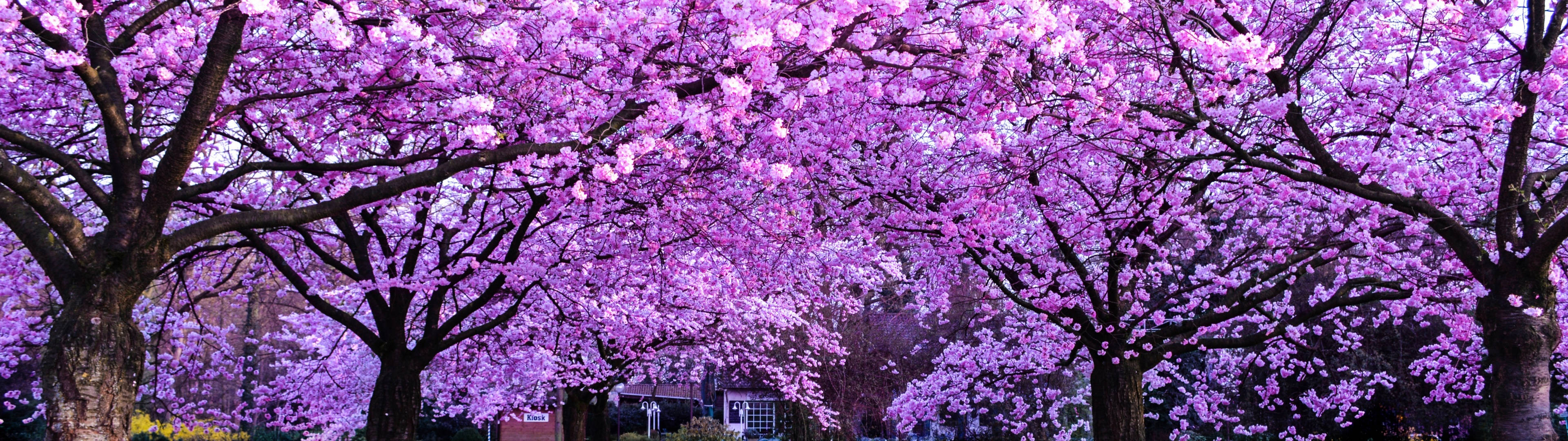 Árboles de Cerezo en Flor 3840x1080 4K Fondos de pantalla