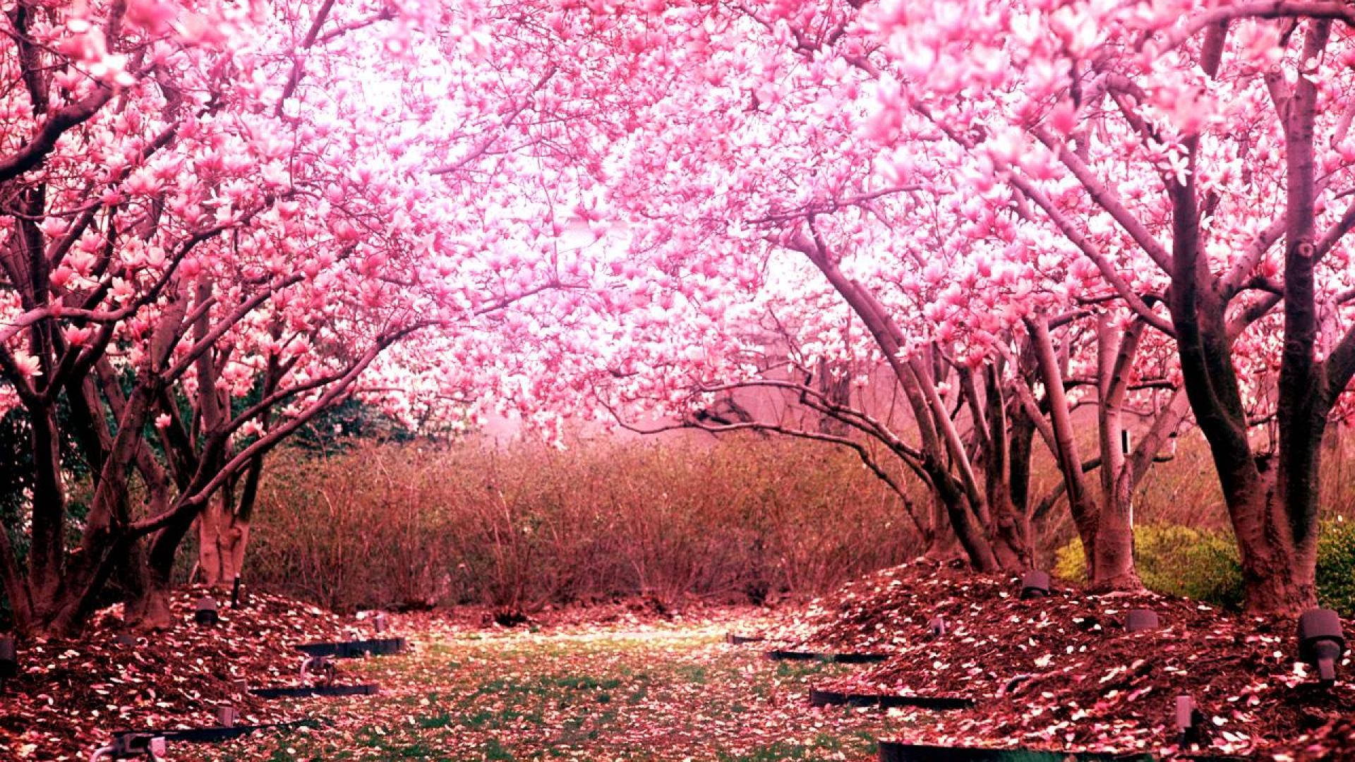 Árboles de Cerezo Rosa Fondos de pantalla