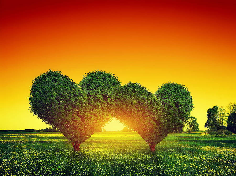 Árboles de Corazón en Pantalla Completa HD Fondos de pantalla