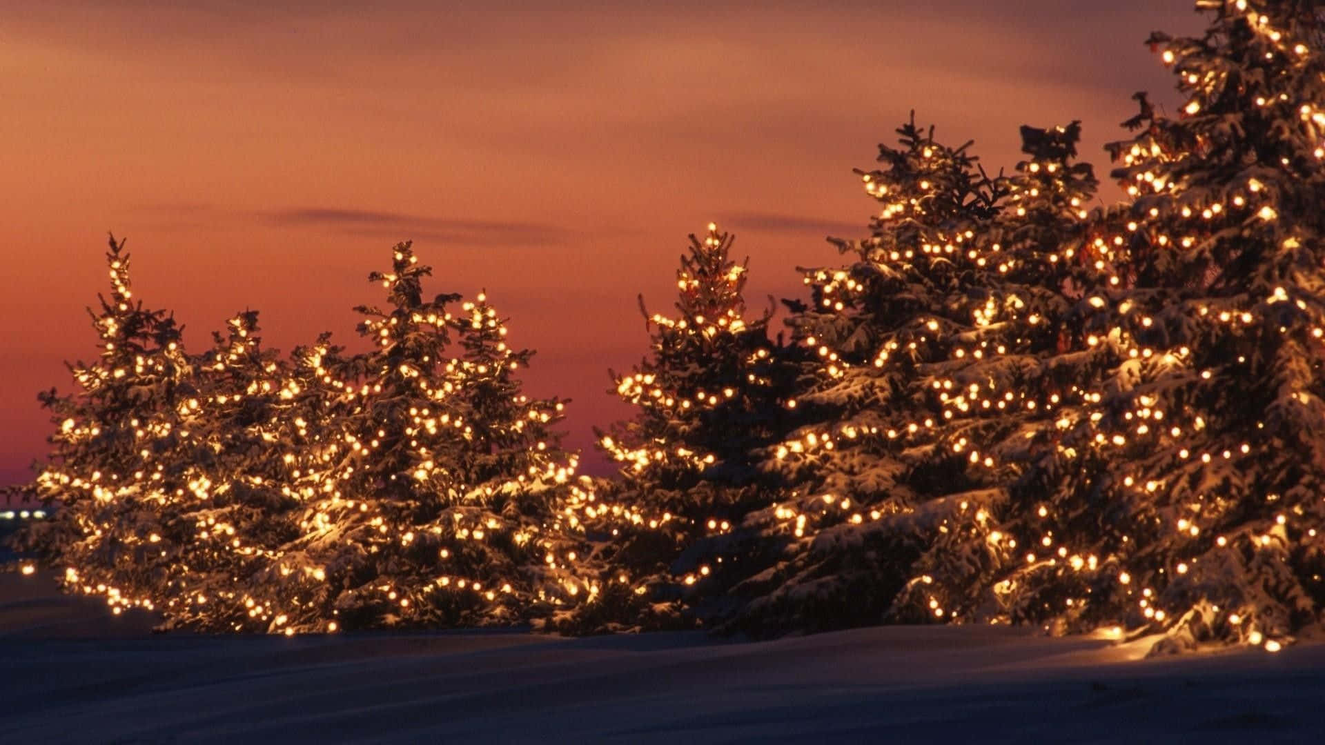 Árboles de Navidad con Luces Navideñas al Atardecer Fondos de pantalla