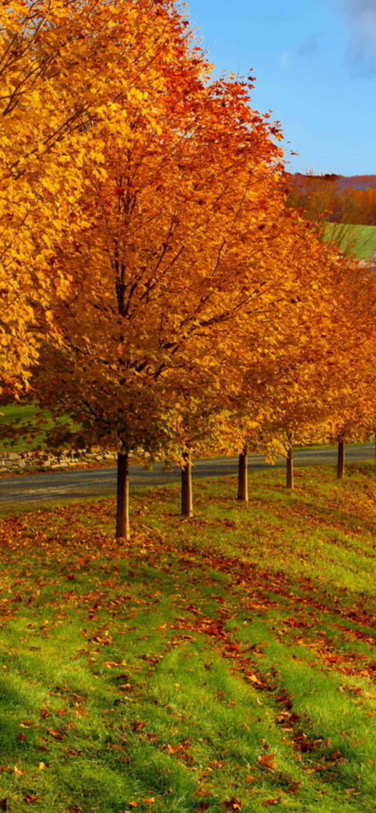 árboles de otoño en el campo Fondos de pantalla
