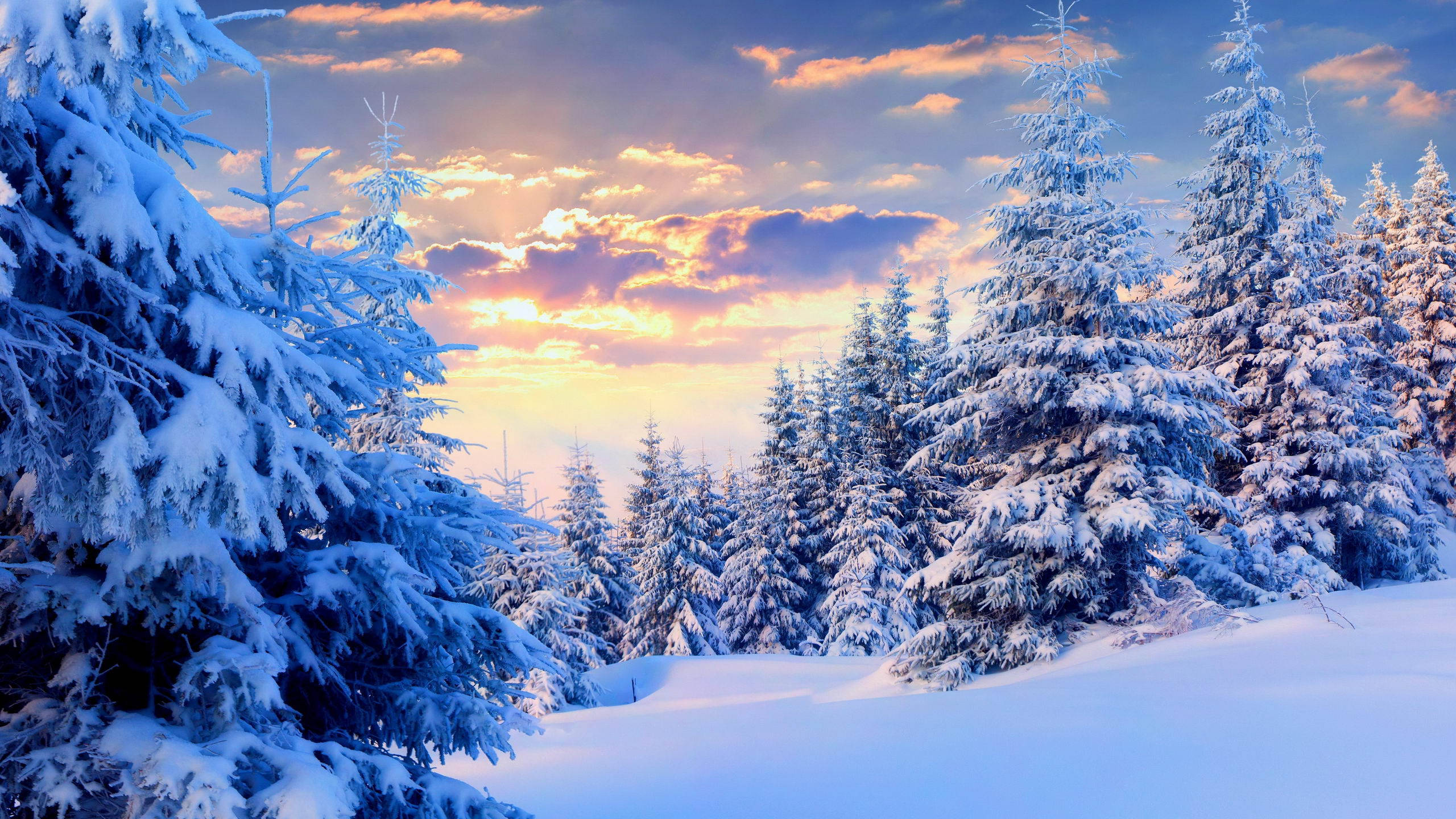 Árboles de pino con nieve estética Fondos de pantalla