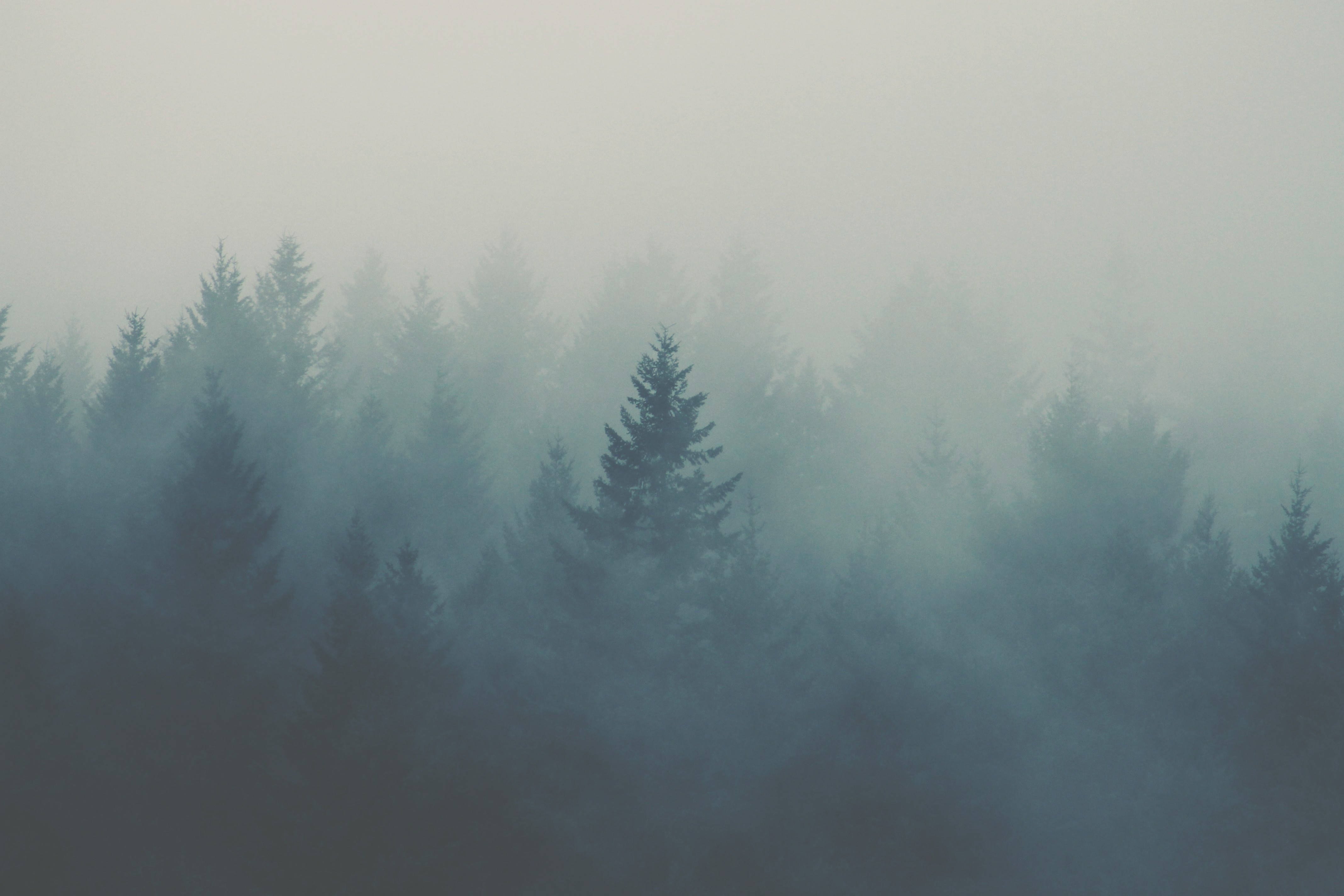 Árboles de Pino Emblemáticos en Bosque Neblinoso Fondos de pantalla