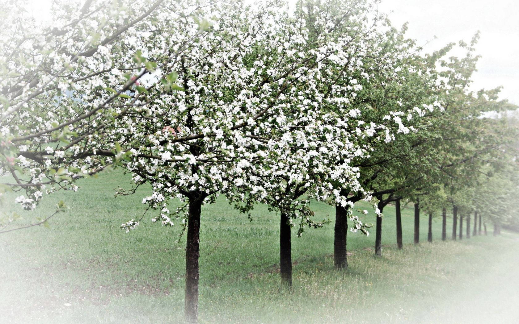 Árboles de Primavera Fondos de pantalla