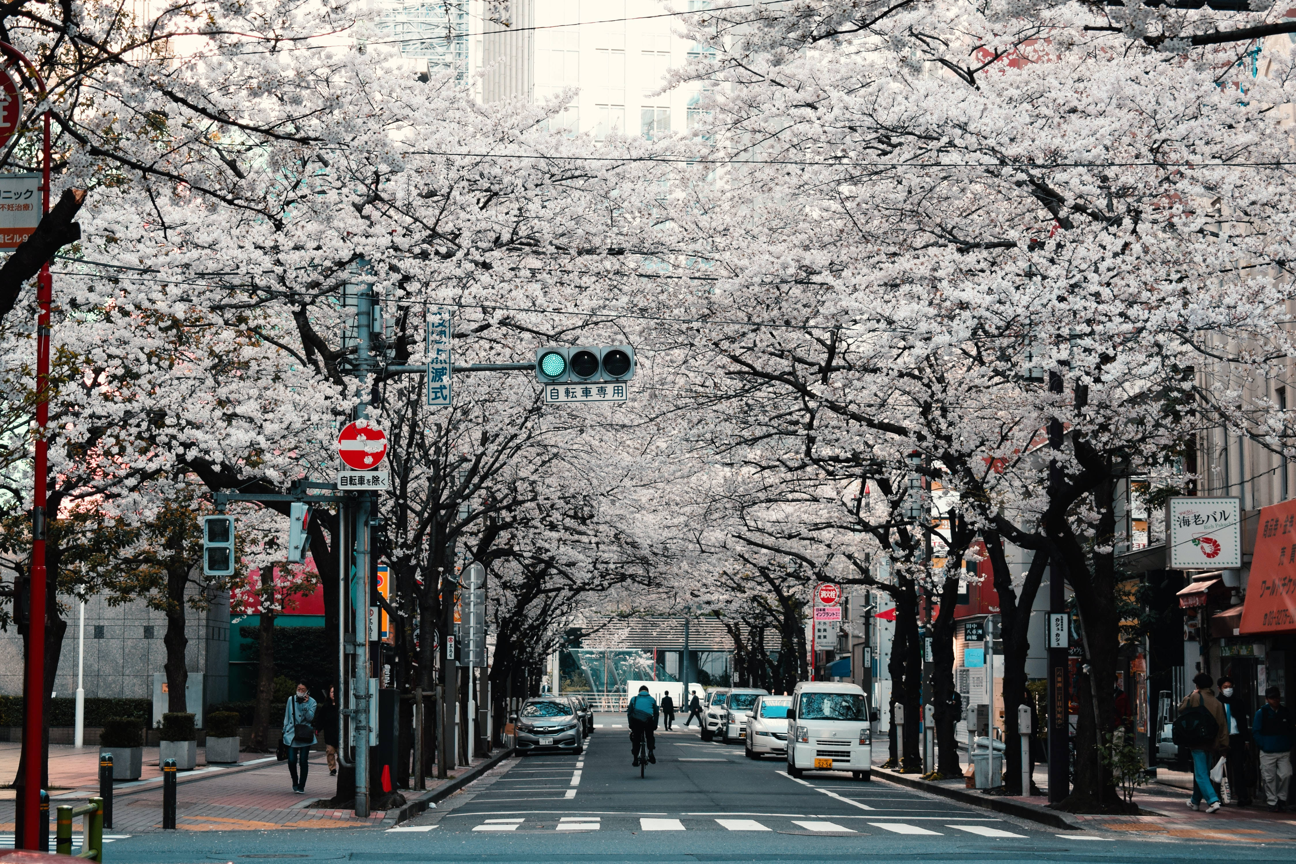 Árboles de Sakura en Calle de Tokio HD Japonesa Fondos de pantalla
