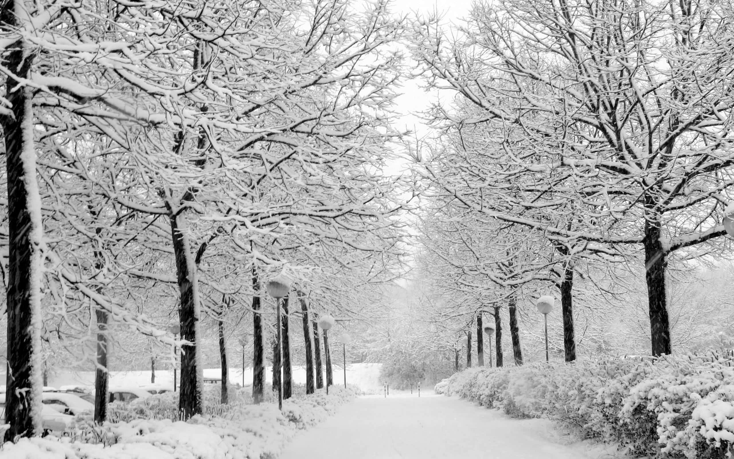 Árboles en Blanco y Negro y Pavimento Nevado Fondo Fondos de pantalla