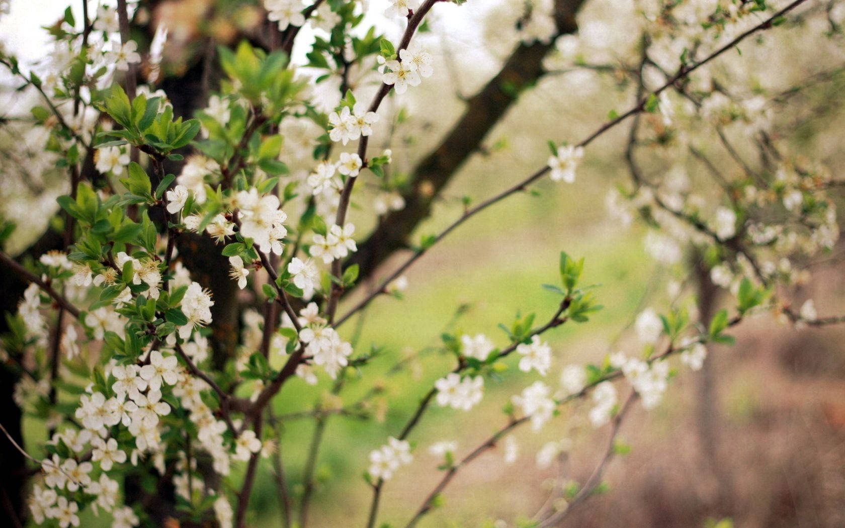 Árboles en Flor de Primavera Fondos de pantalla