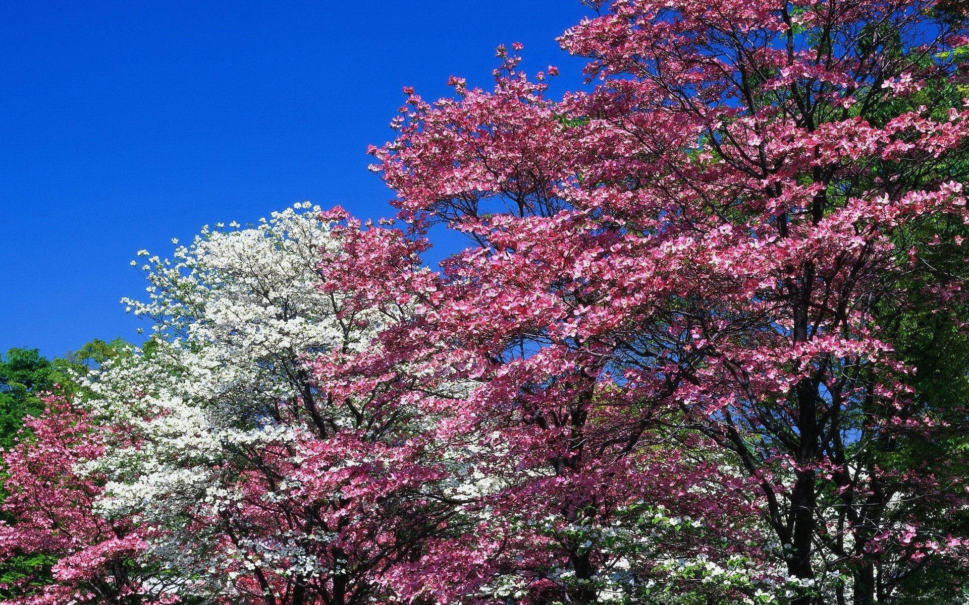 Árboles Floridos Rosados de Primavera Fondos de pantalla