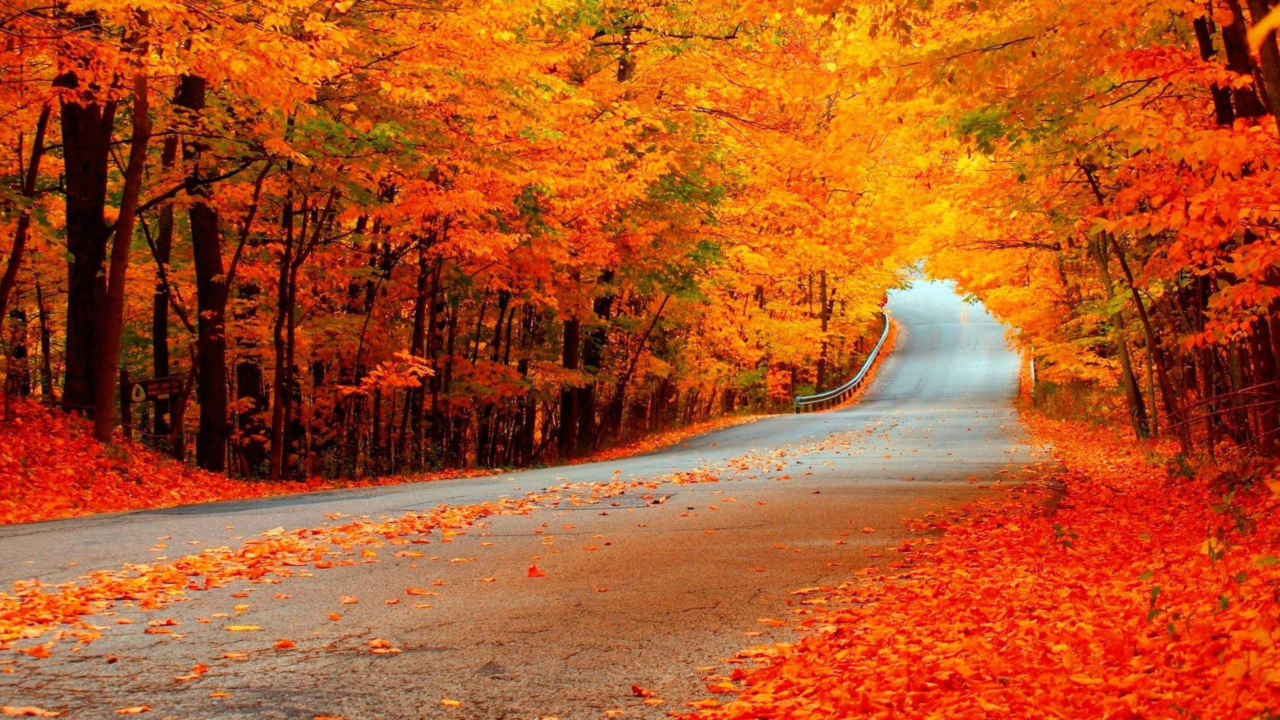 Árboles Naranjas Durante el Otoño Paisaje Fondos de pantalla