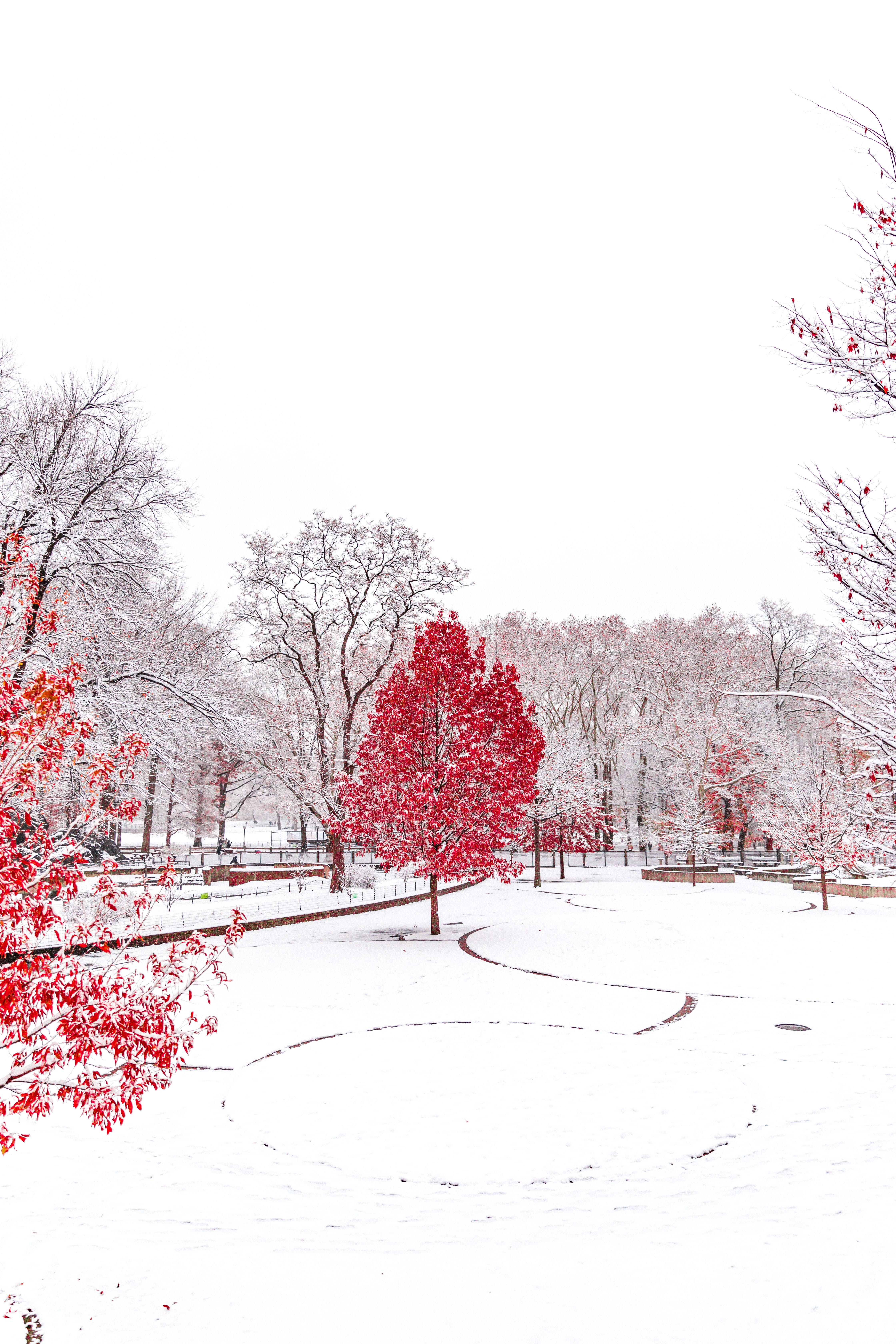 Árboles Rojos de Invierno Fondos de pantalla