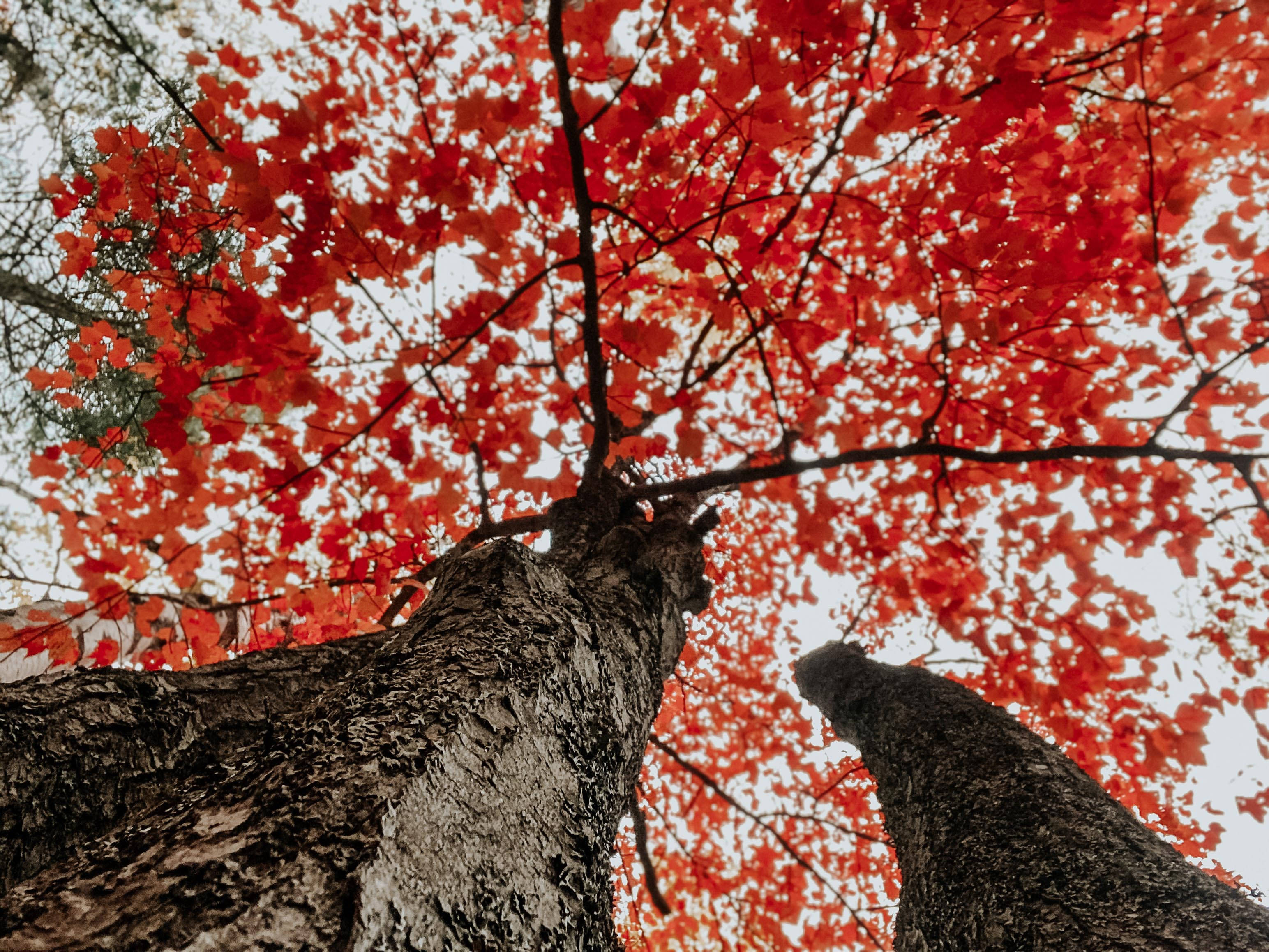 Árboles rojos estética otoñal Fondos de pantalla