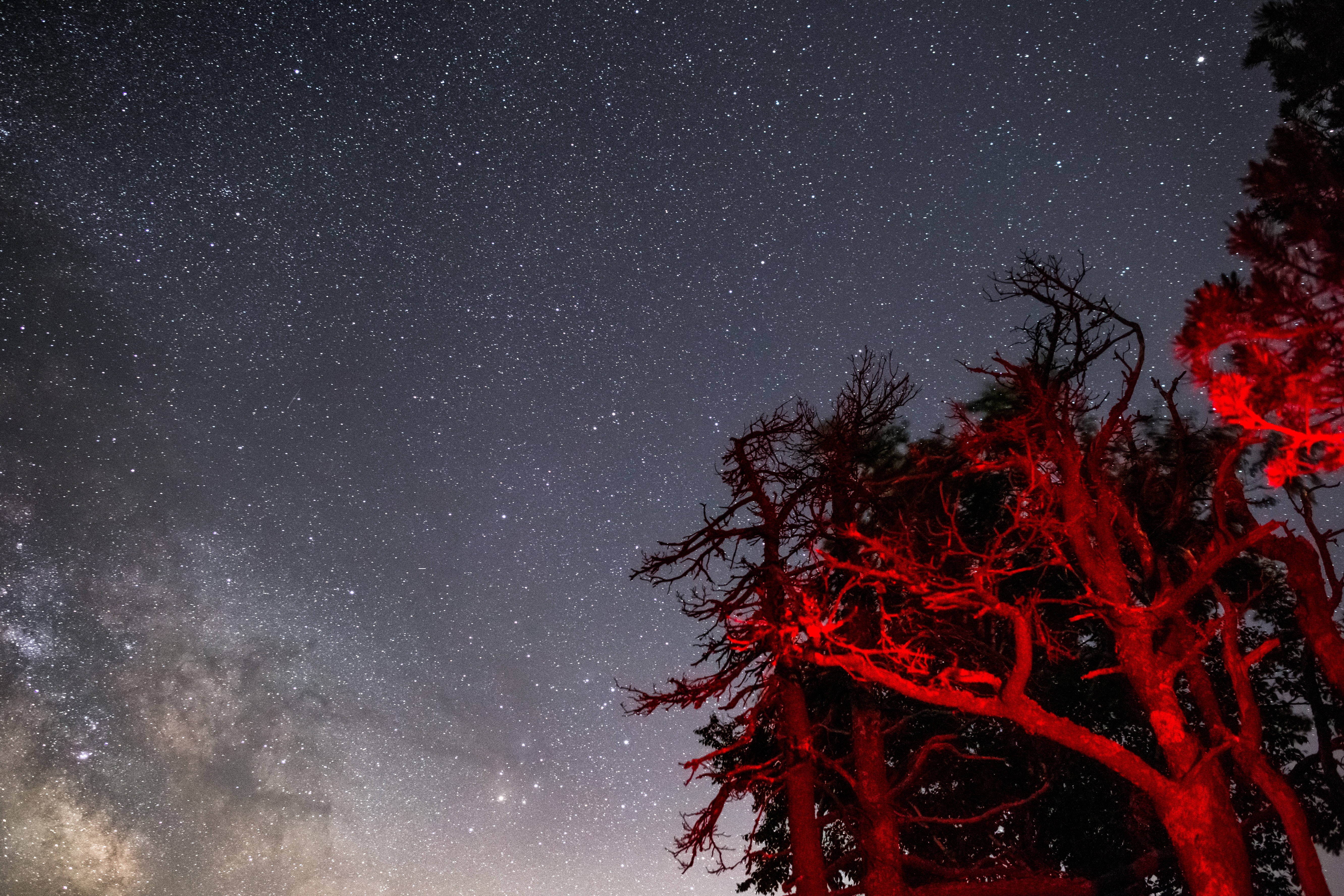 Árboles Rojos Oscuros Bajo las Estrellas Fondos de pantalla