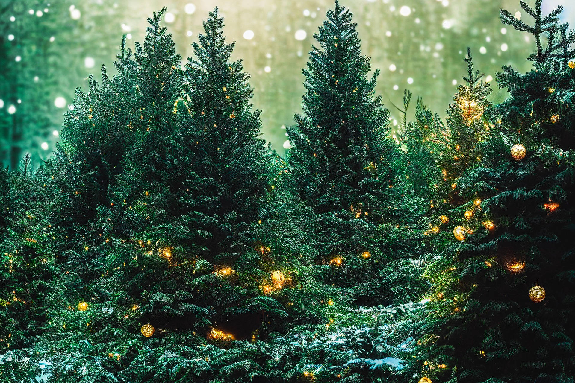 Árboles Verdes Frondosos en el Bosque Navideño Fondos de pantalla