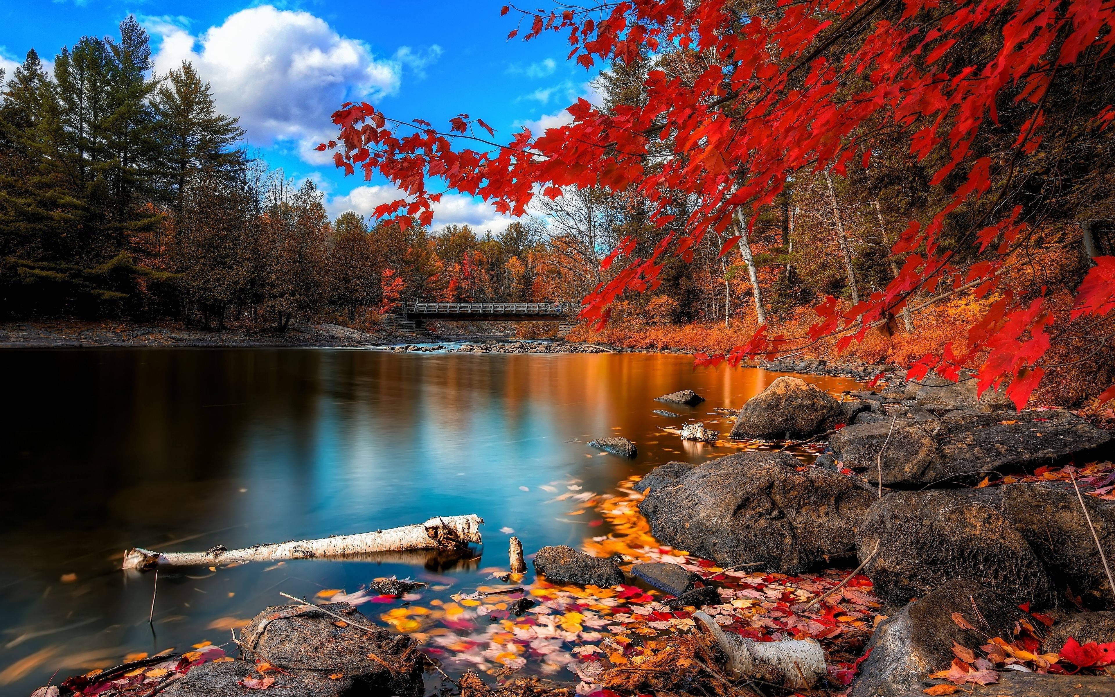 Árboles y Lago Otoño Fondos de pantalla