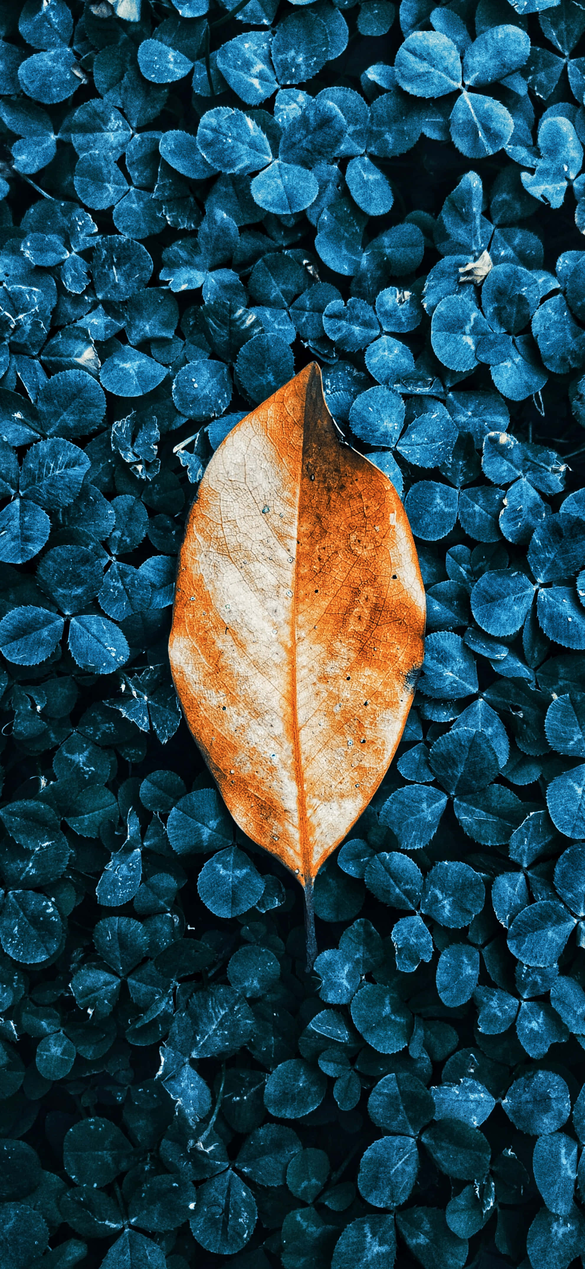 Arbusto azul con hojas de otoño para iPhone Fondos de pantalla