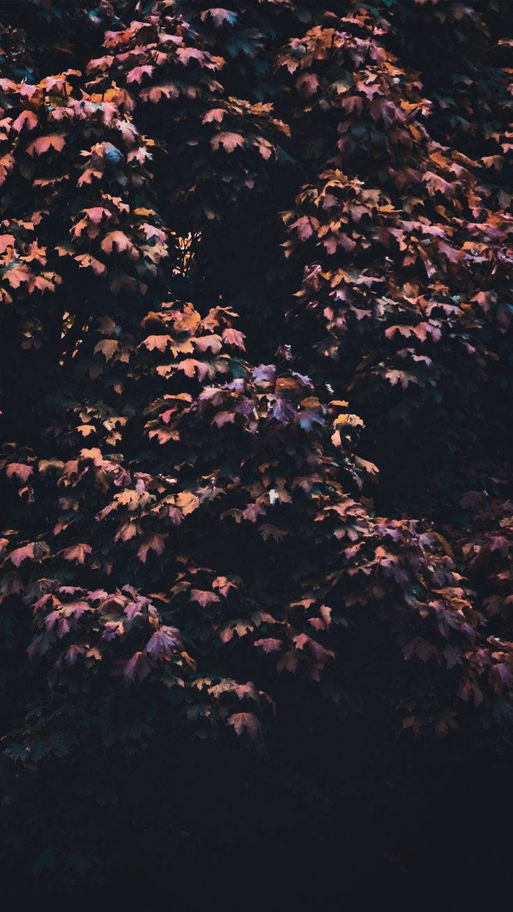 Arce Estético iPhone 11 Fondos de pantalla