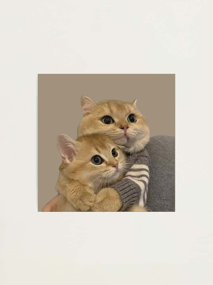 Armonía Felina Gemela - Foto de perfil de gato combinada Fondos de pantalla