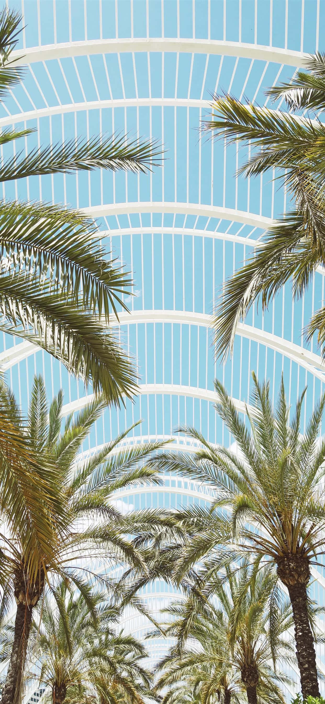 Arquitectura Contemporánea Palmeras Fondos de pantalla