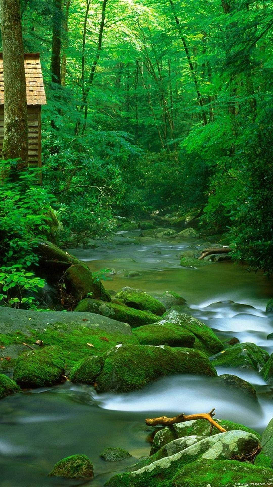 Arroyo Forestal Teléfono Natural Fondos de pantalla