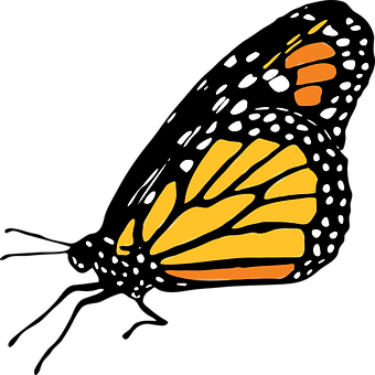 Arte abstracto de ala de mariposa monarca Fondos de pantalla