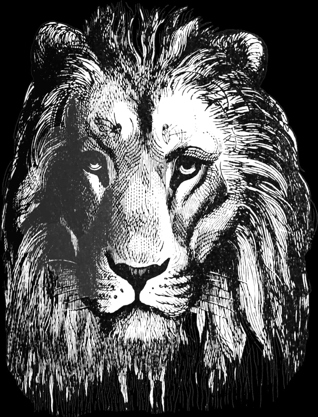 Arte de Boceto de León Majestuoso Fondos de pantalla