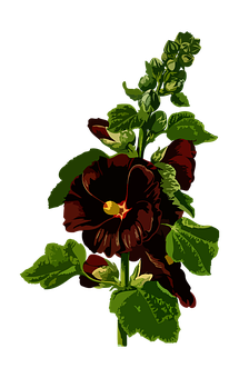 Arte de flor de pensamiento rojo oscuro Fondos de pantalla