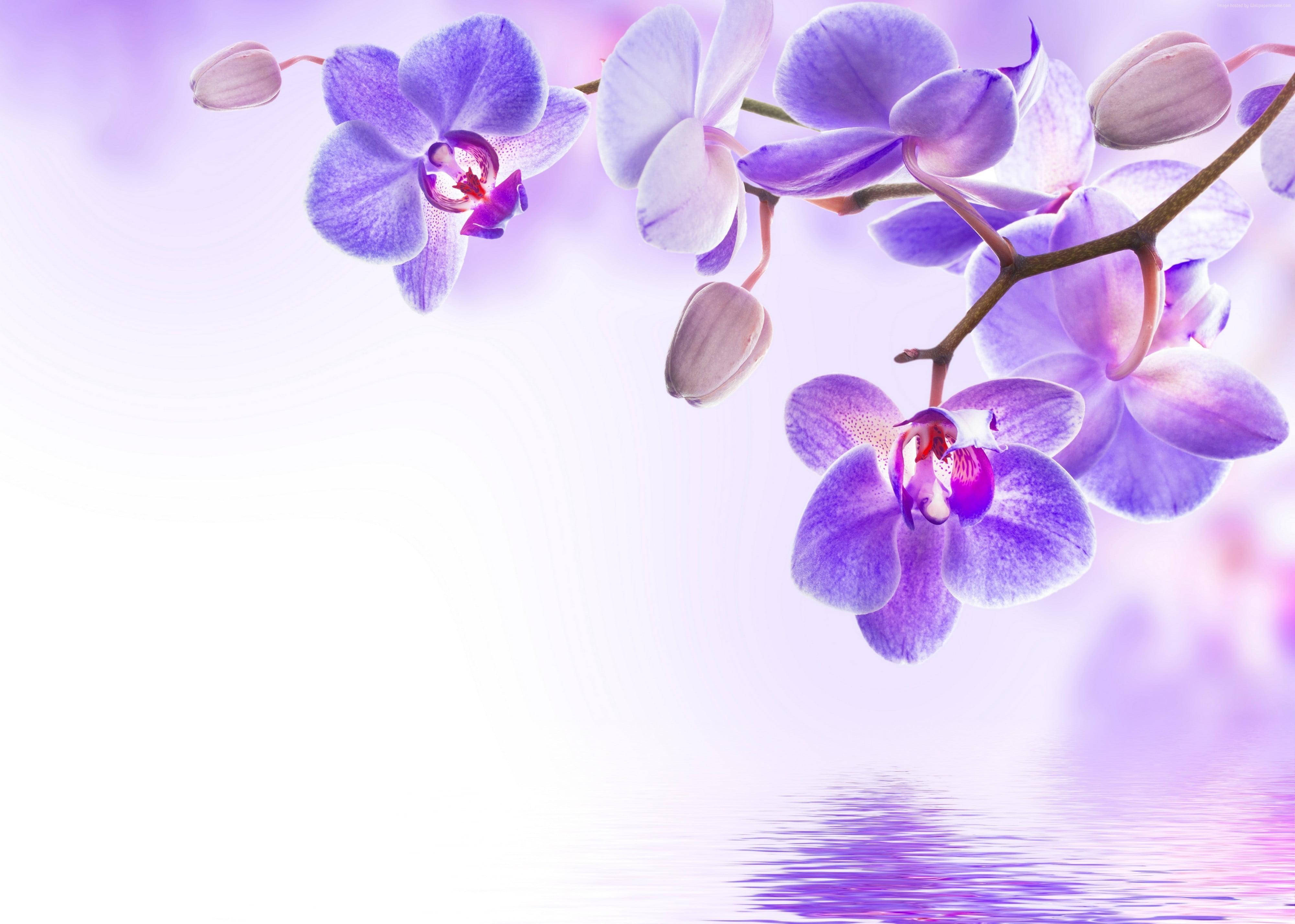 Arte de flor morada y lago Fondos de pantalla