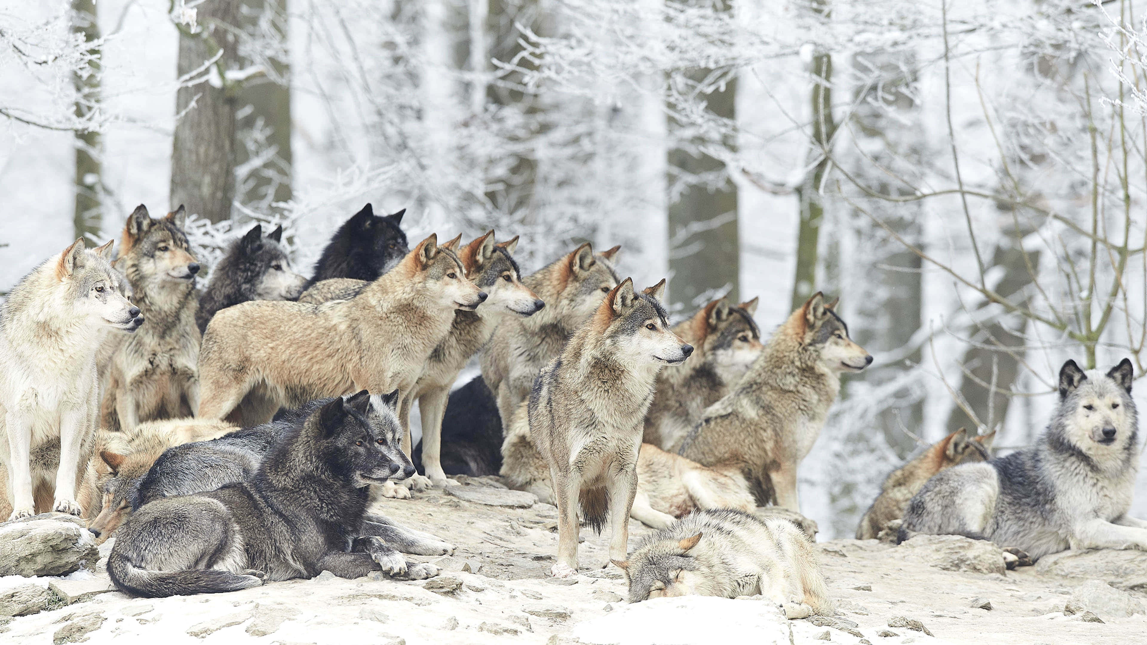 Arte de Lobos Tiernos en la Nieve Fondos de pantalla