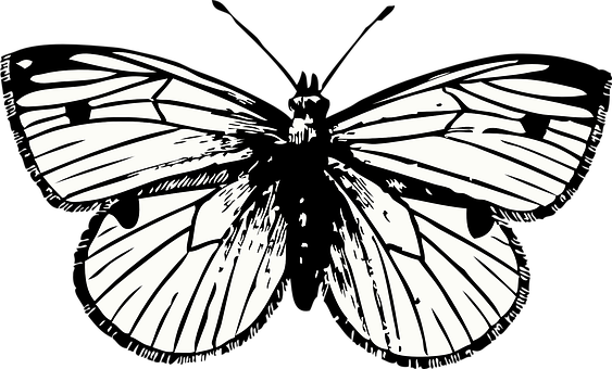 Arte de silueta de mariposa monocromática Fondos de pantalla