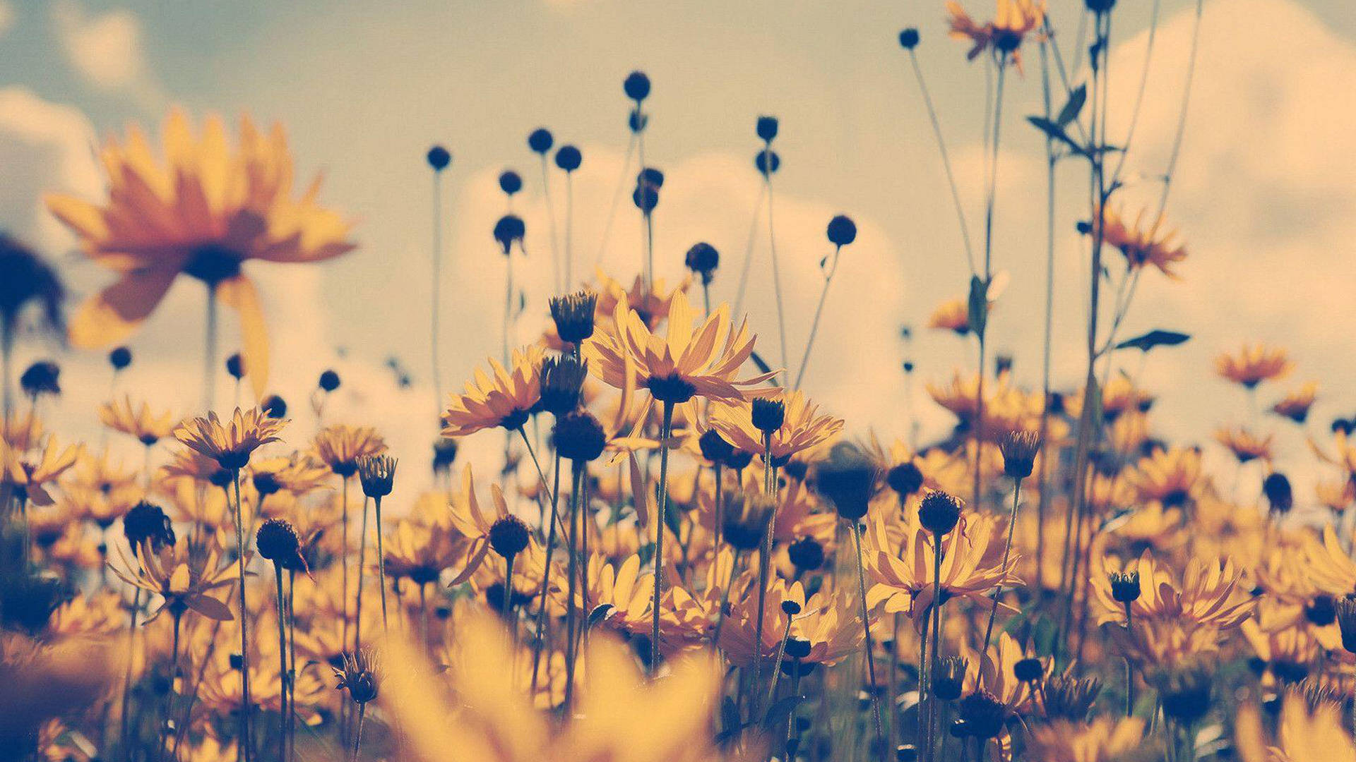 Arte Estético de Flores Amarillas Fondos de pantalla