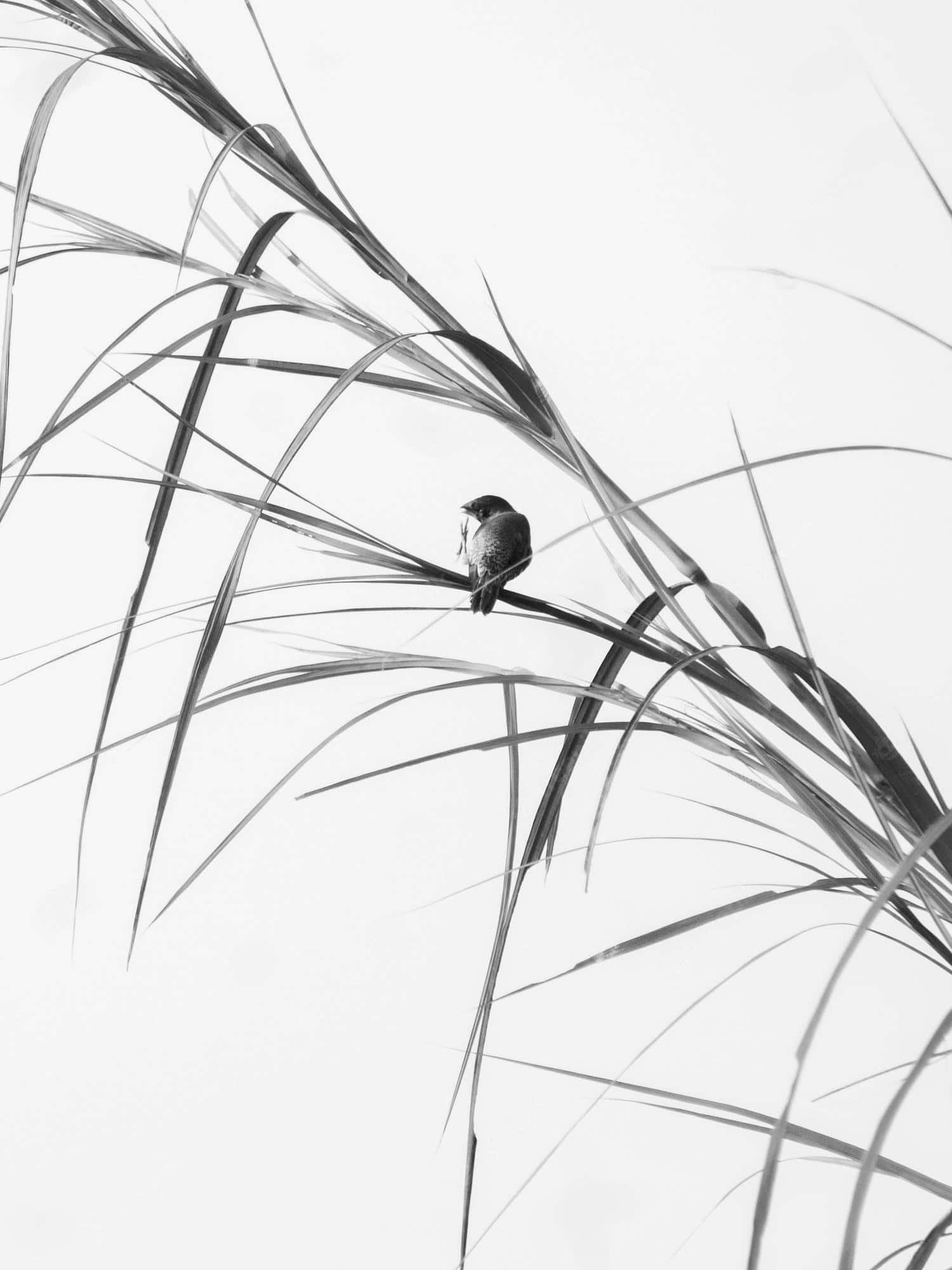 Arte minimalista en blanco y negro Fondos de pantalla